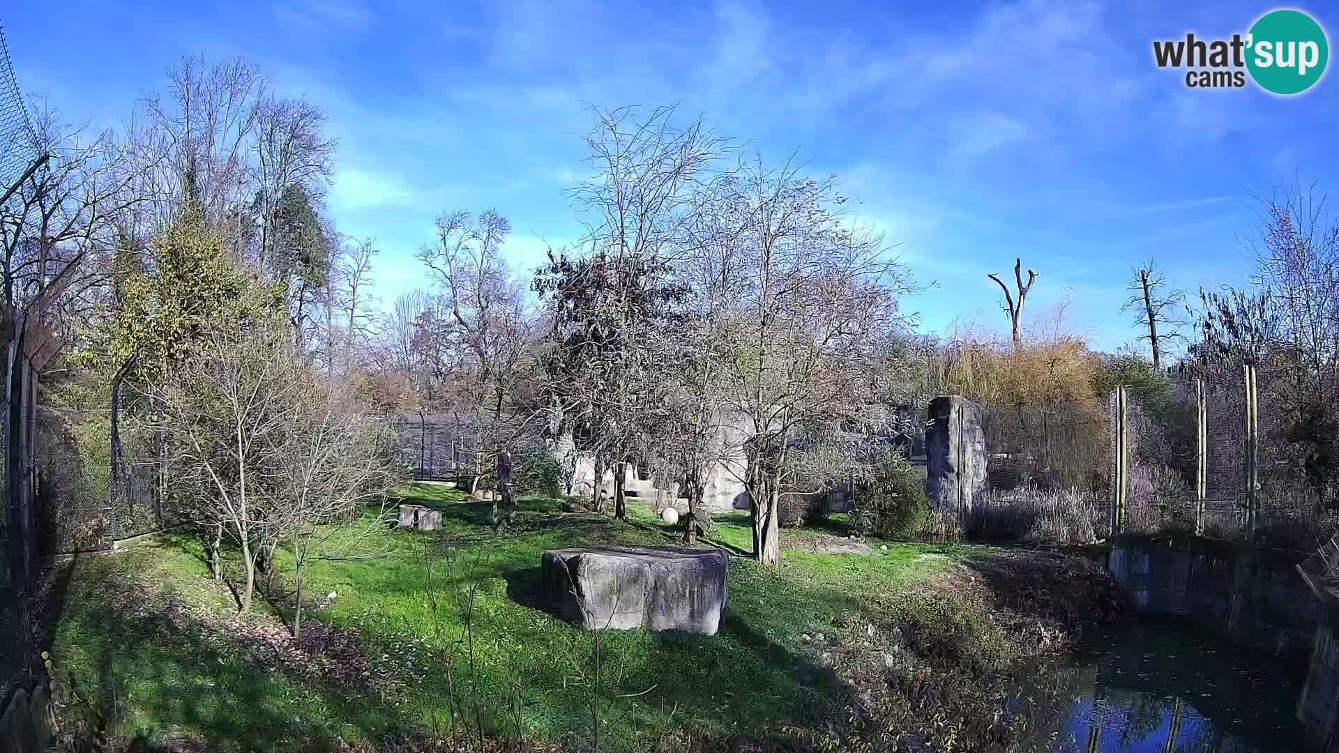 Zoo Zagreb – Lavovi