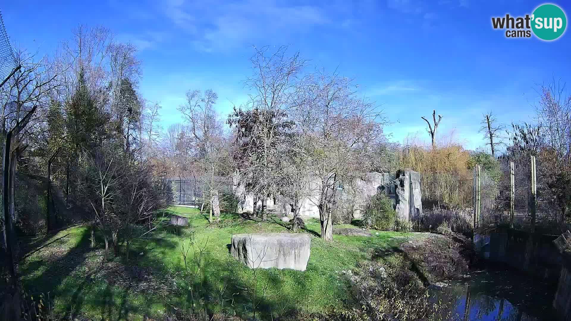 Zoo Zagreb – Löwen