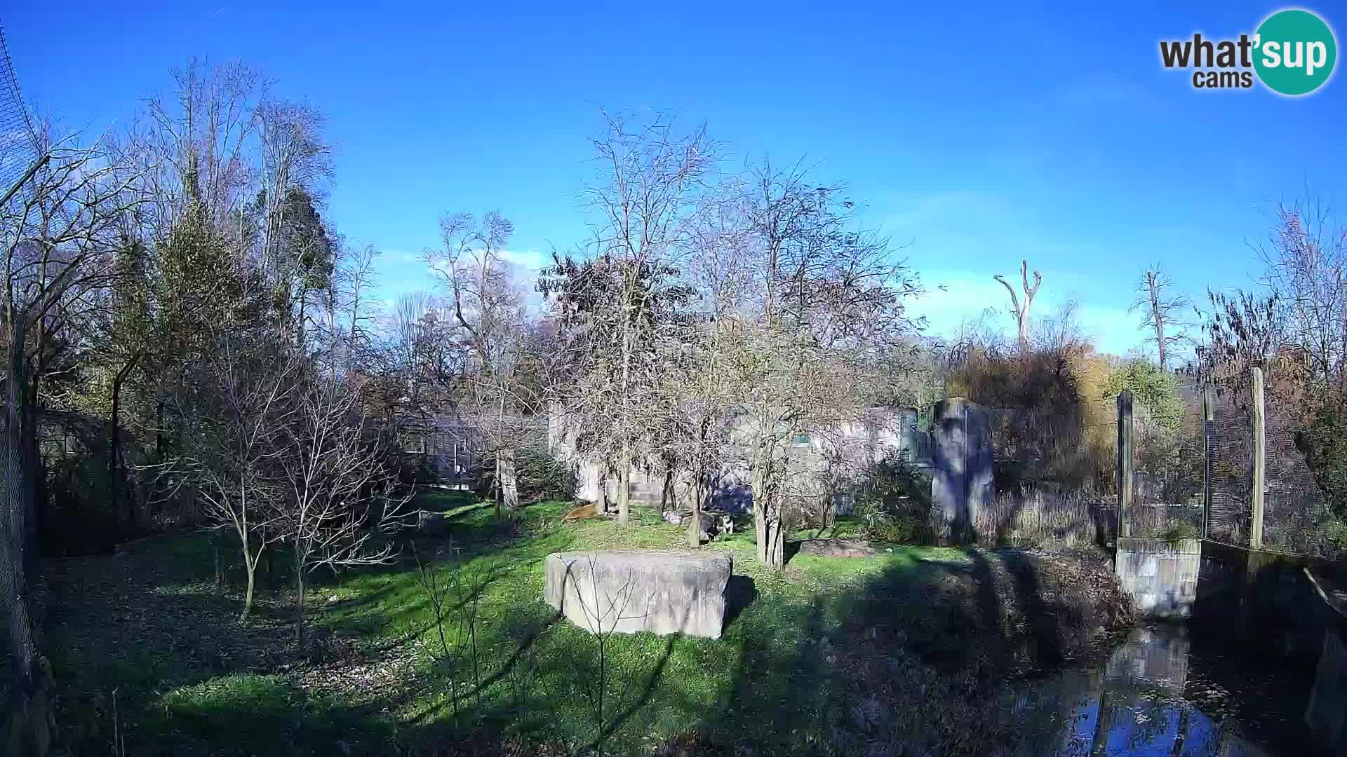 Spletna kamera Zoo Zagreb – Levi