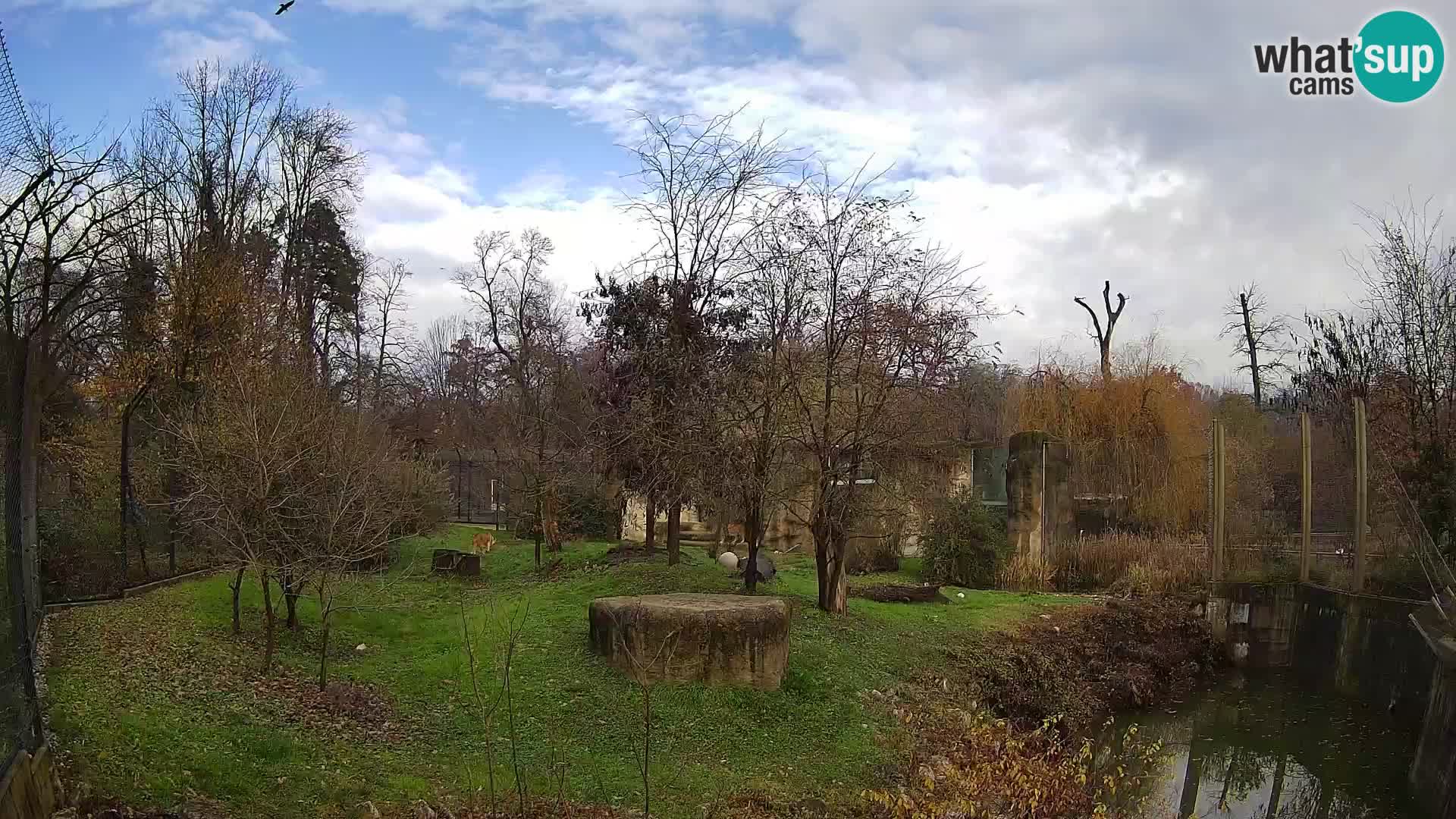 Zoo Zagreb – Löwen