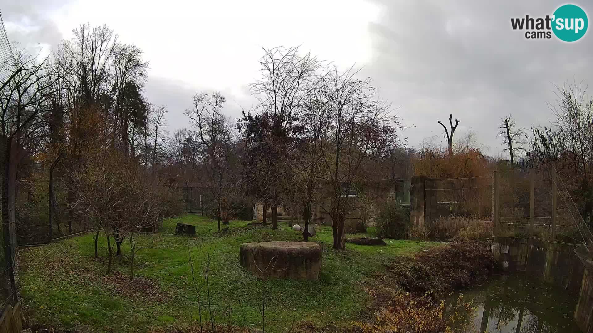 Spletna kamera Zoo Zagreb – Levi