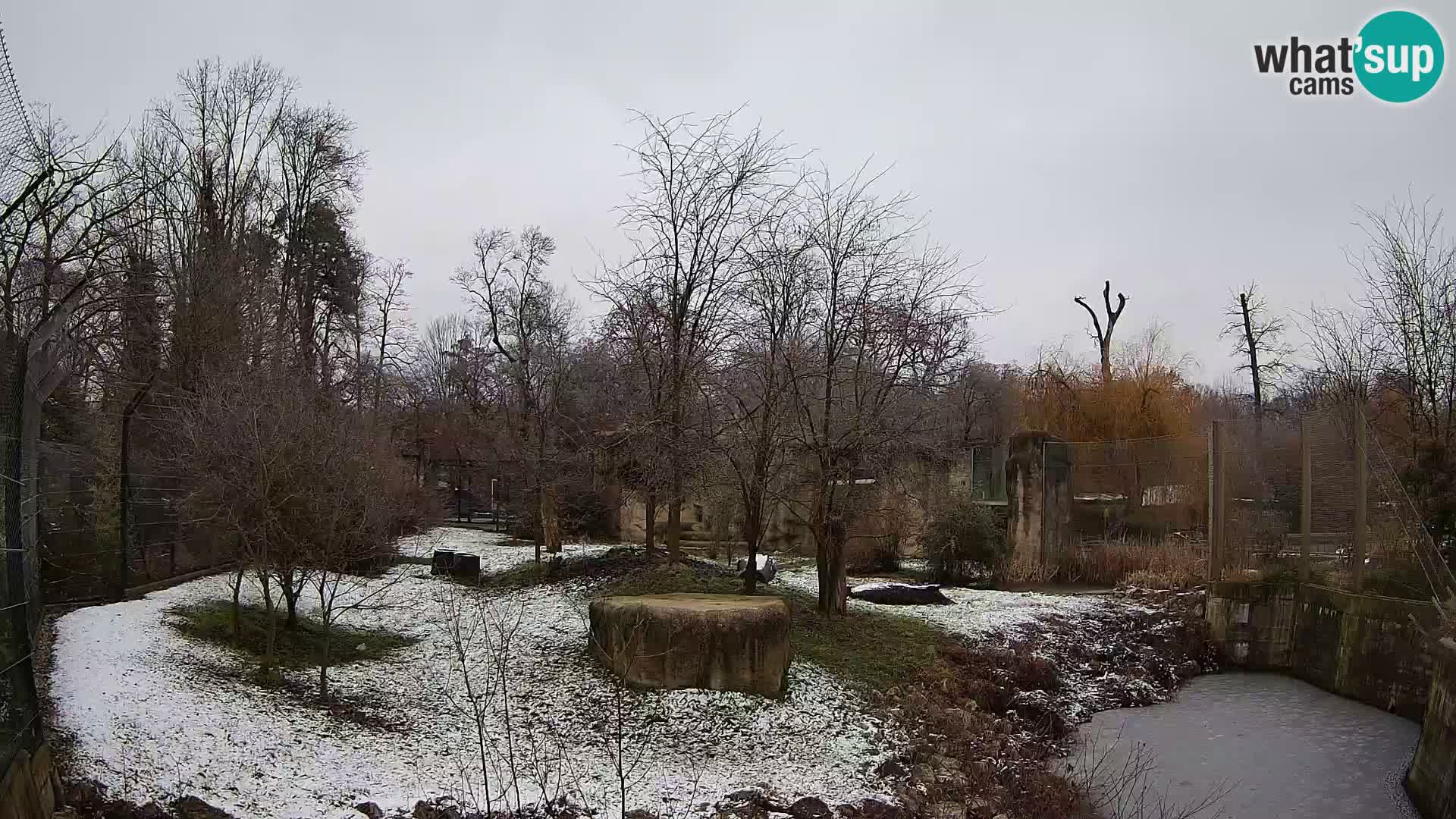 Zoo Zagreb – Lion