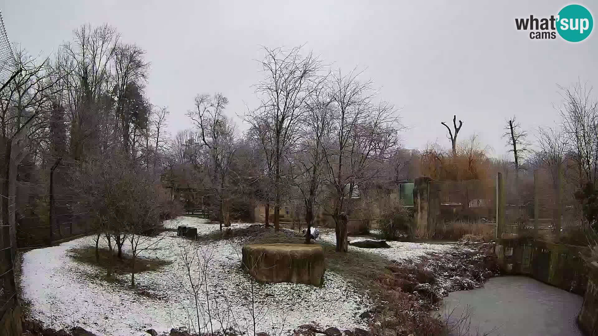 Zoo Zagreb – Lion