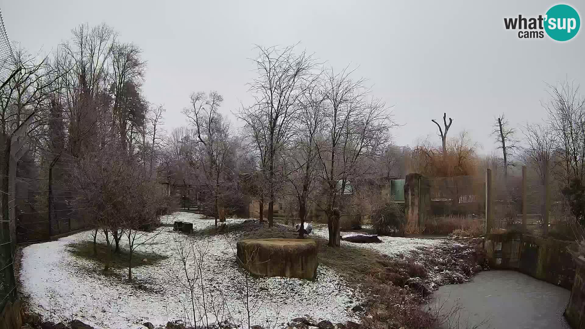 Zoo Zagreb – Lion