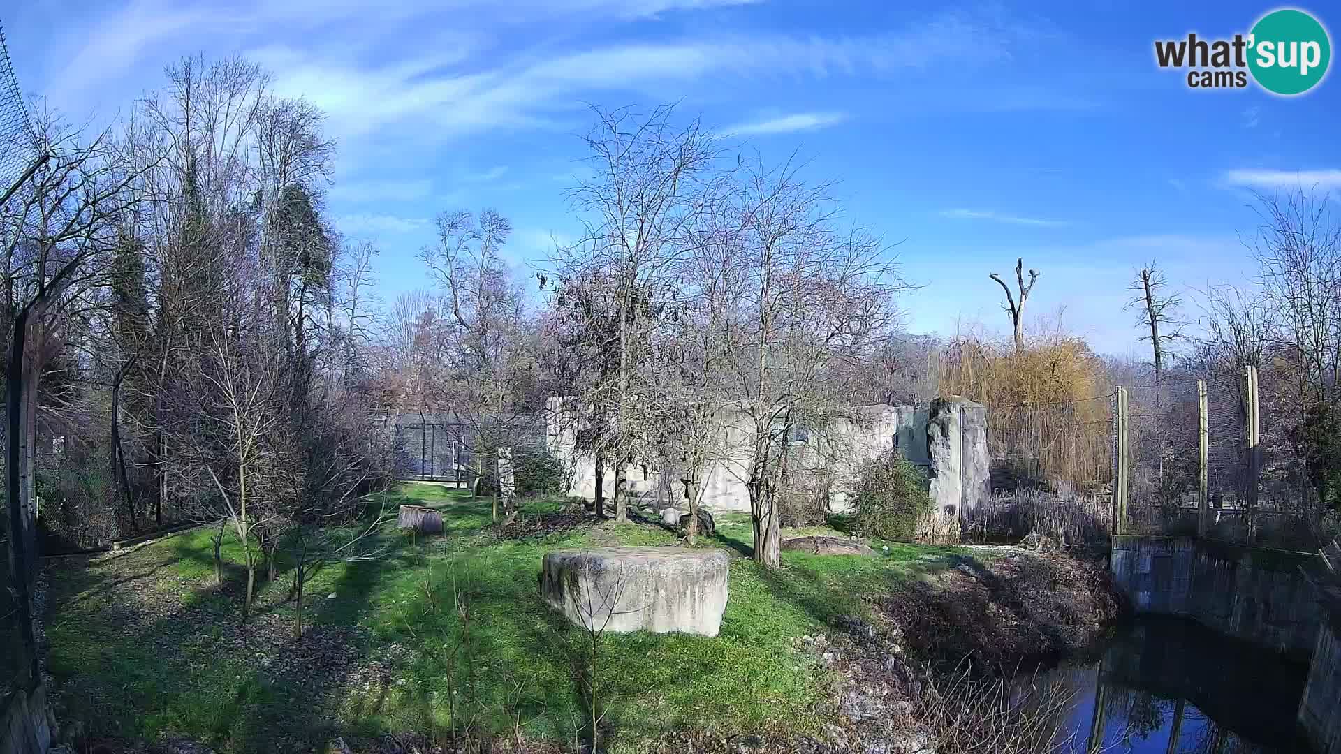 Spletna kamera Zoo Zagreb – Levi