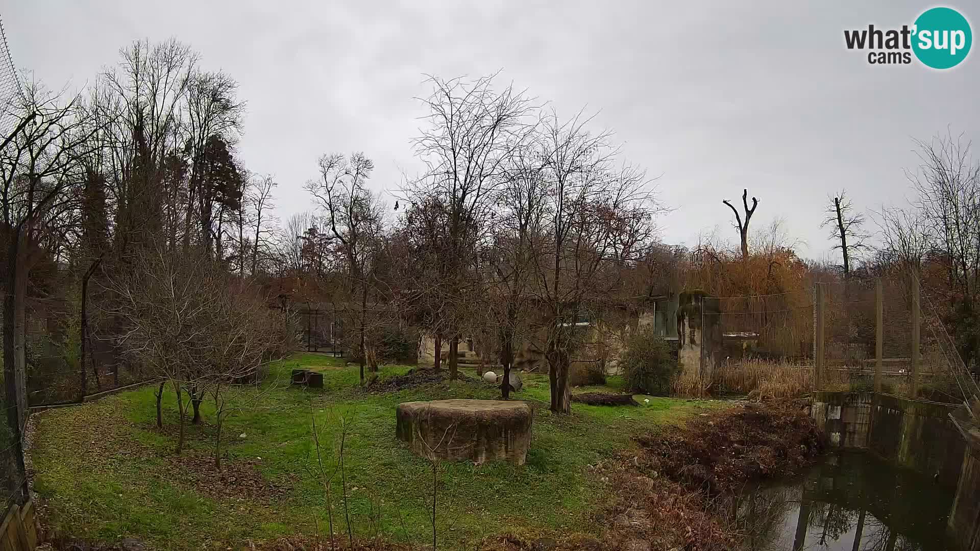 Zoo Zagreb – Lavovi