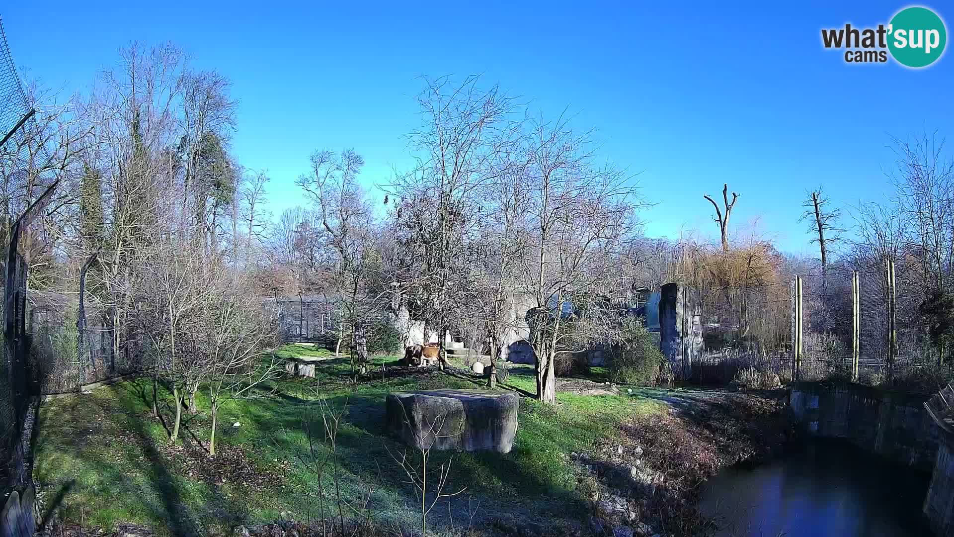 Zoo Zagreb – Lion