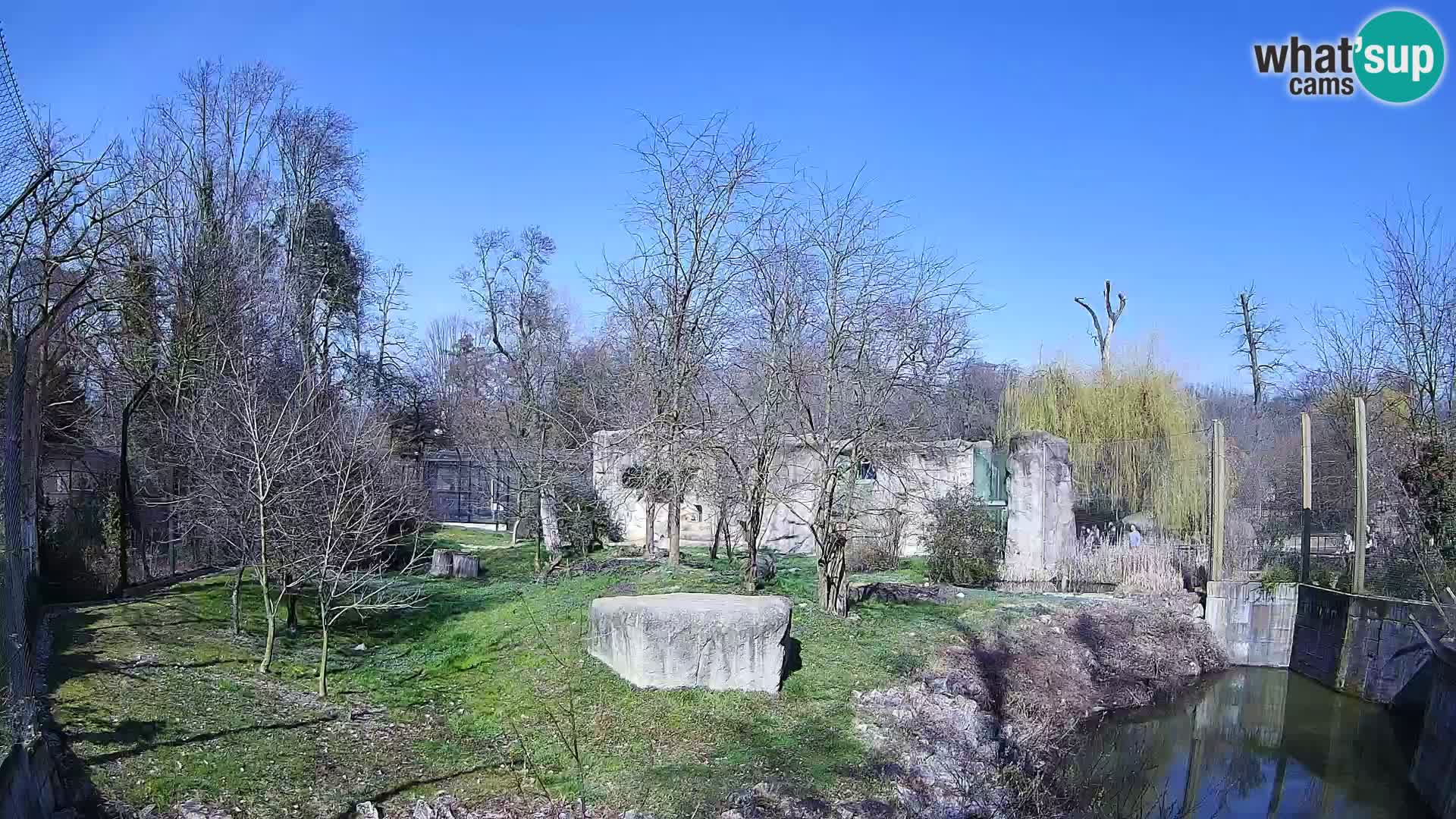 Zoo Zagreb – Lion