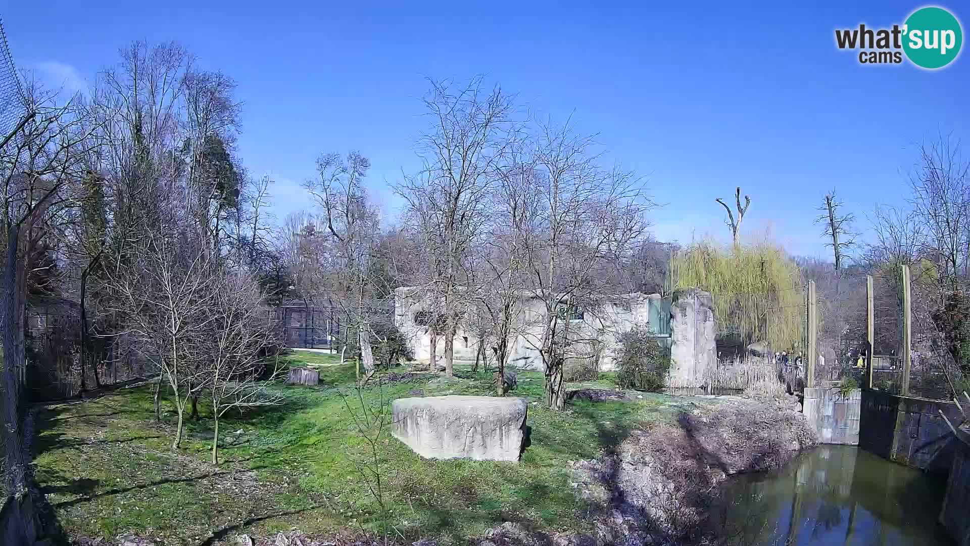 Spletna kamera Zoo Zagreb – Levi