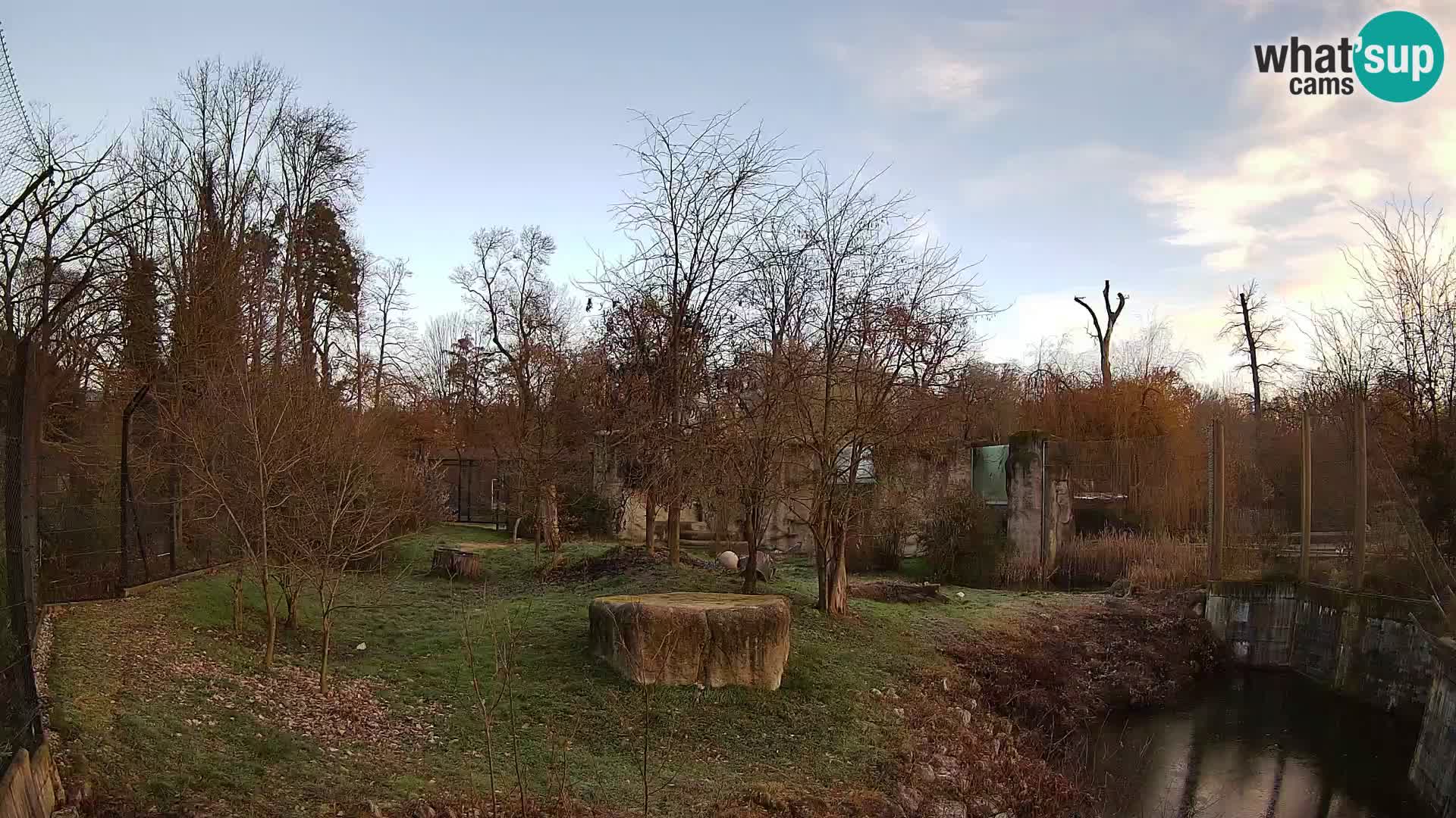 Zoo Zagreb – Lion