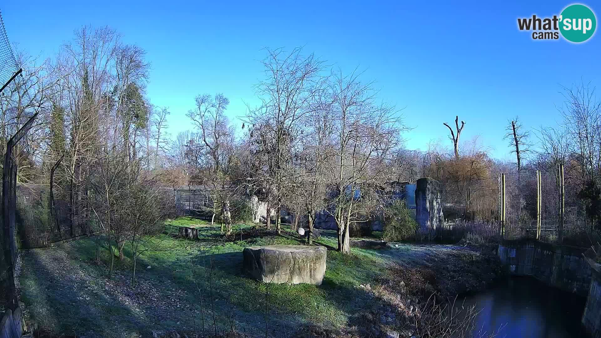 Zoo Zagreb – Löwen