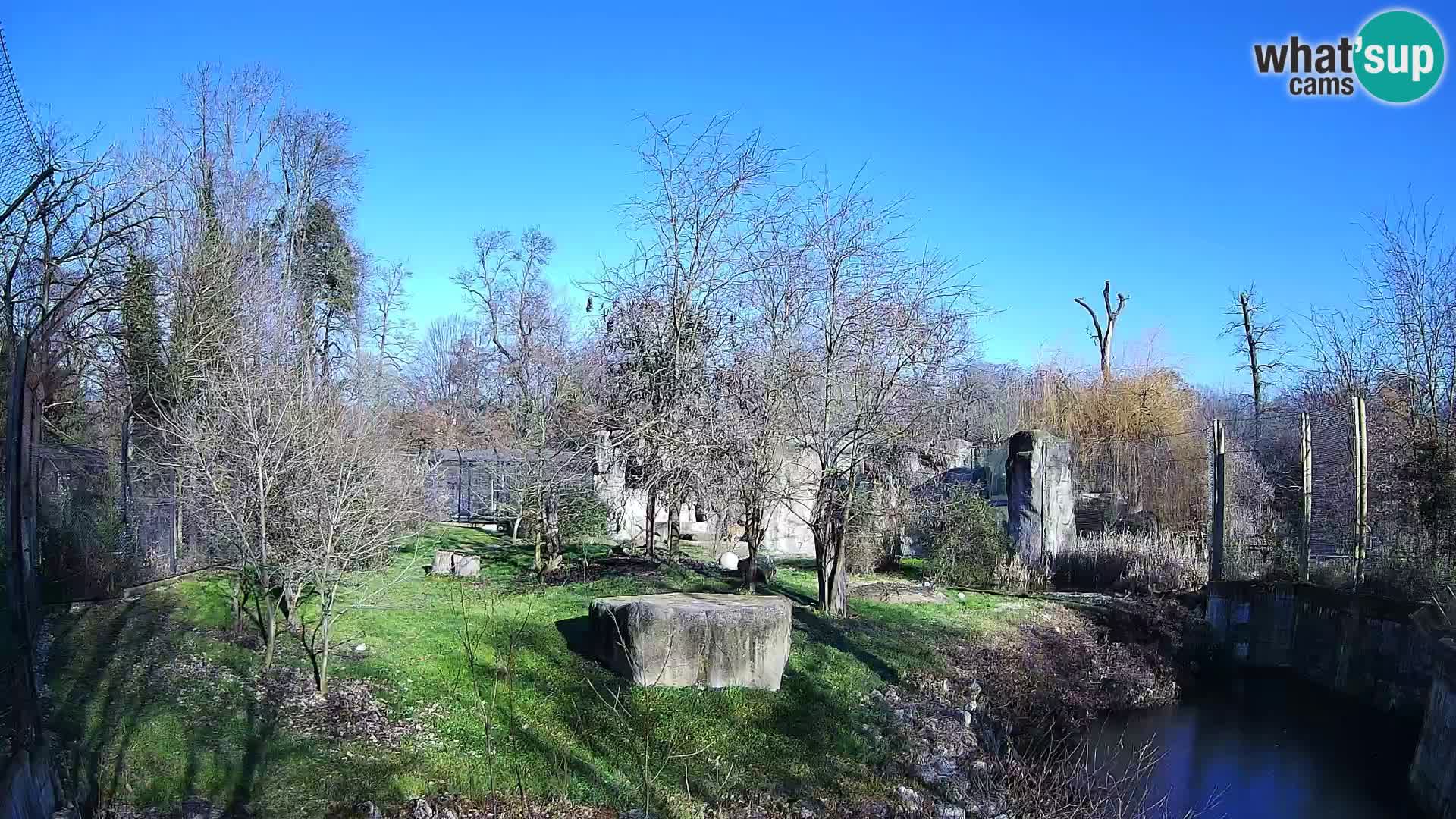 Zoo Zagreb – Lion