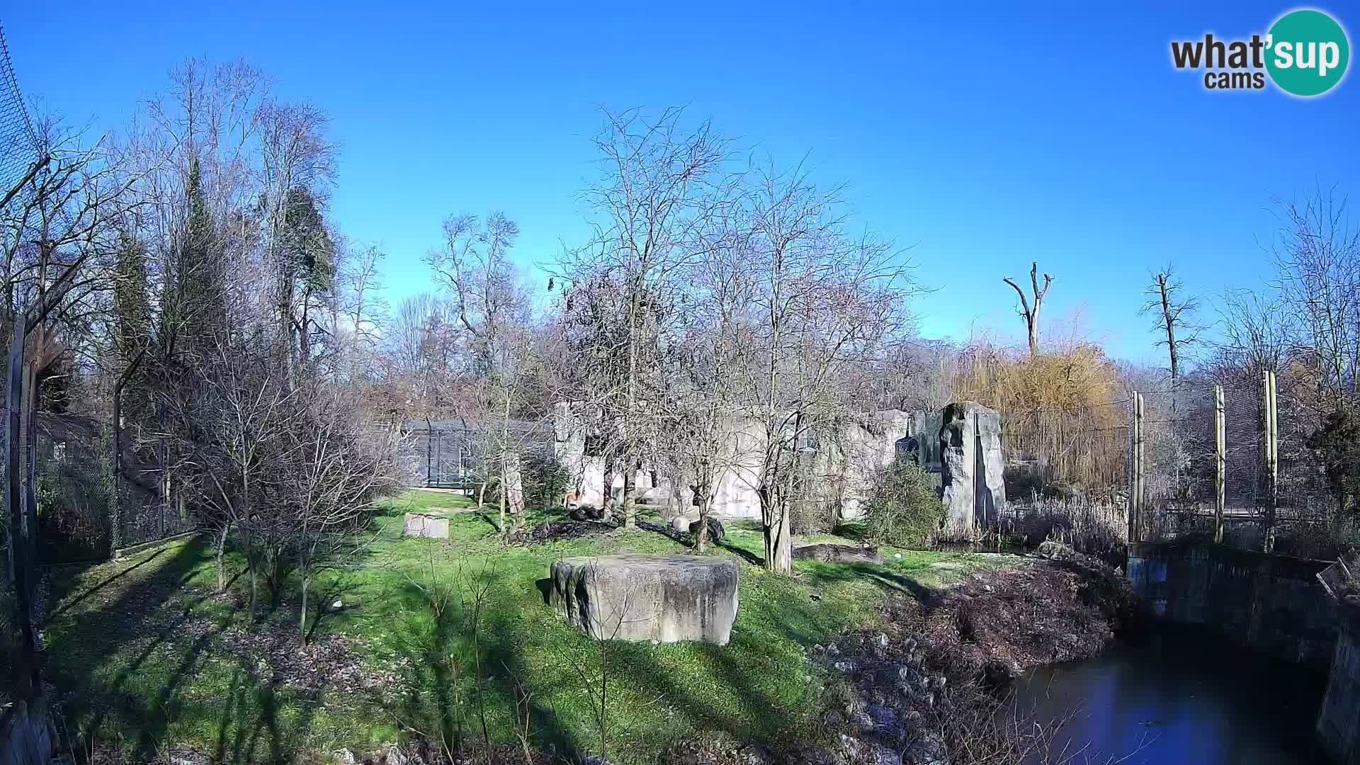 Zoo Zagreb – Lion