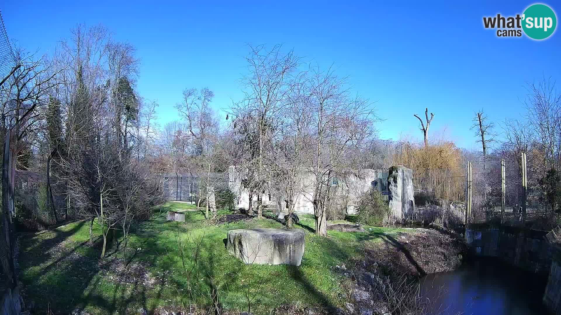 Zoo Zagreb – Lion