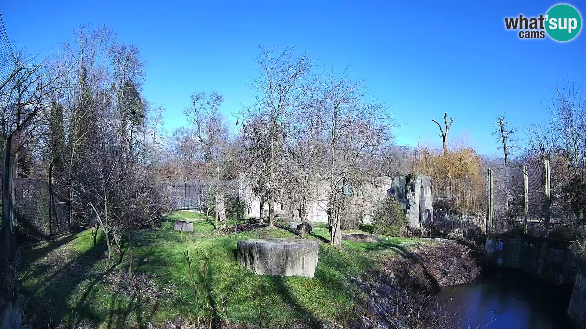 Zoo Zagreb – Lion