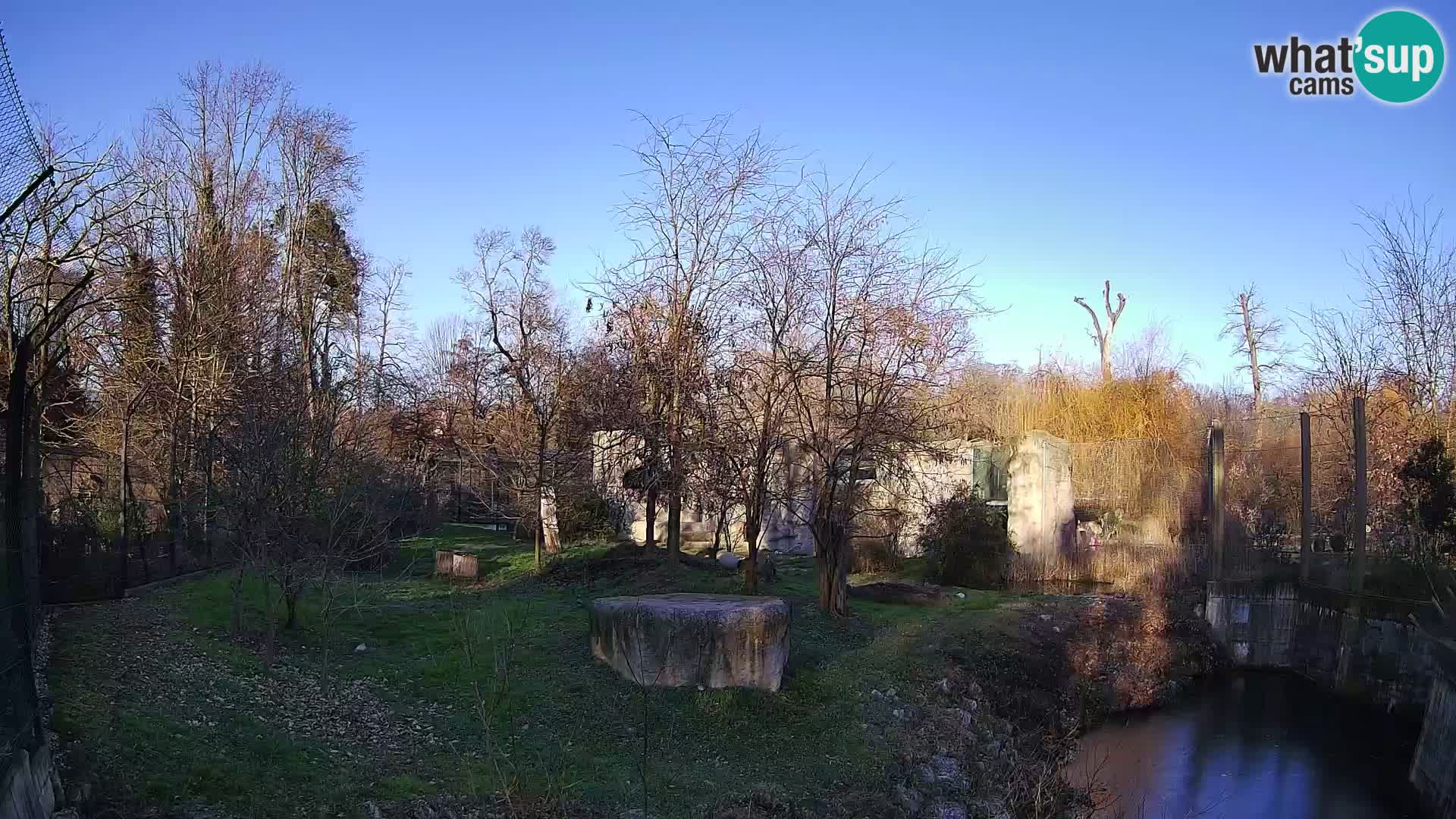 Zoo Zagreb – Lion