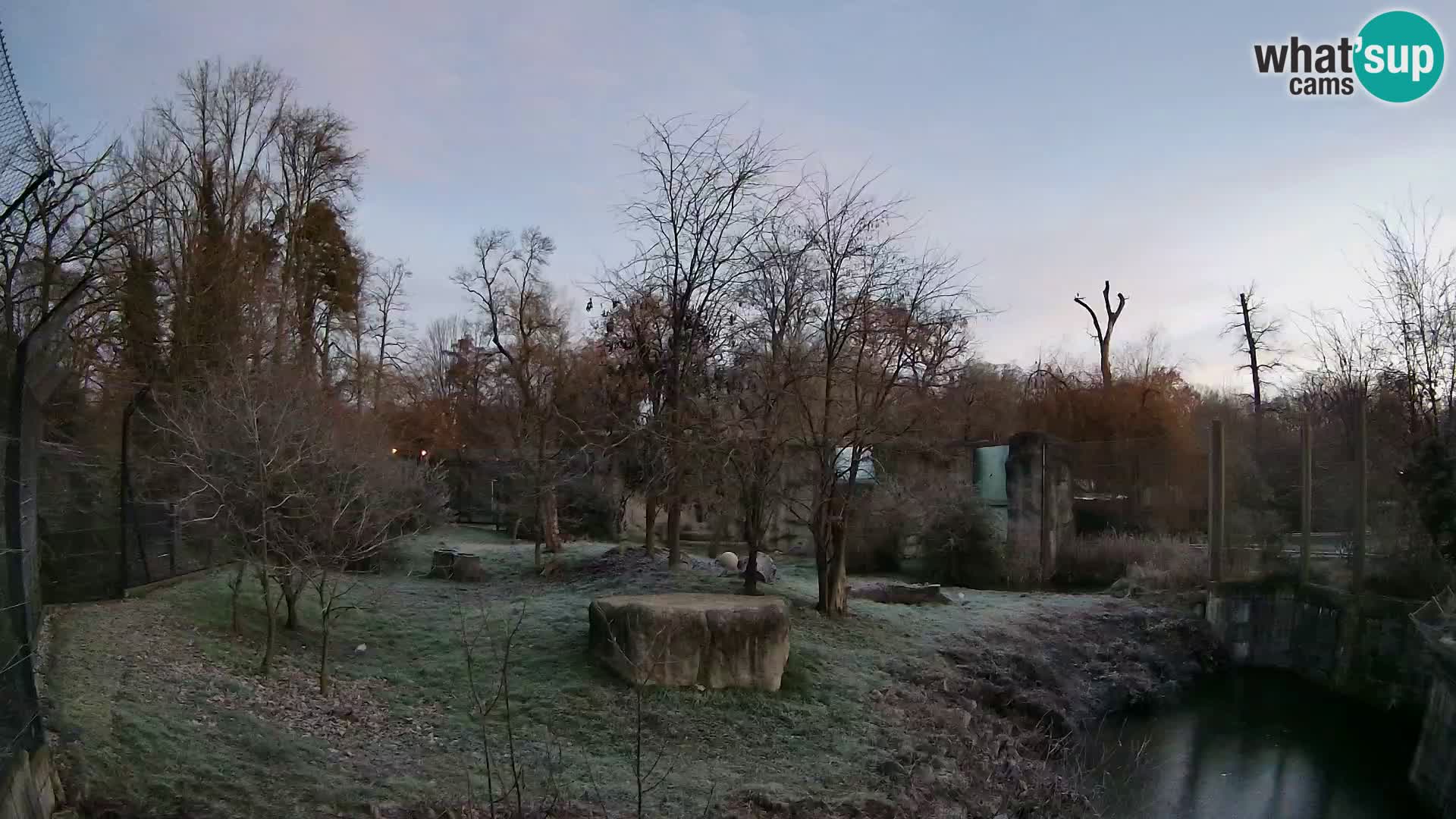 Zoo Zagreb – Lion