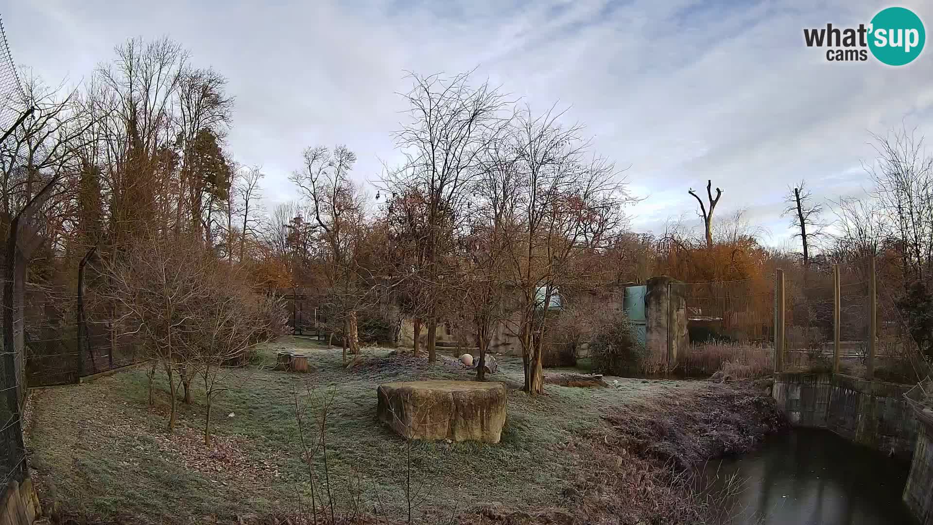 Zoo Zagreb – Lion