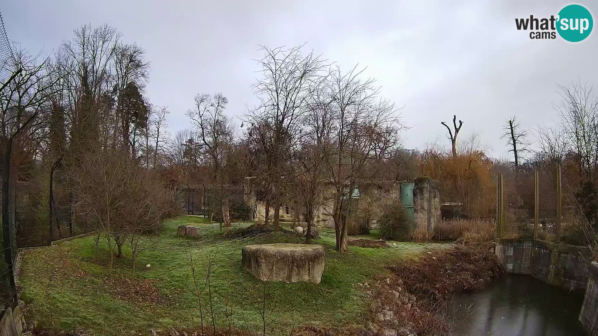 Spletna kamera Zoo Zagreb – Levi