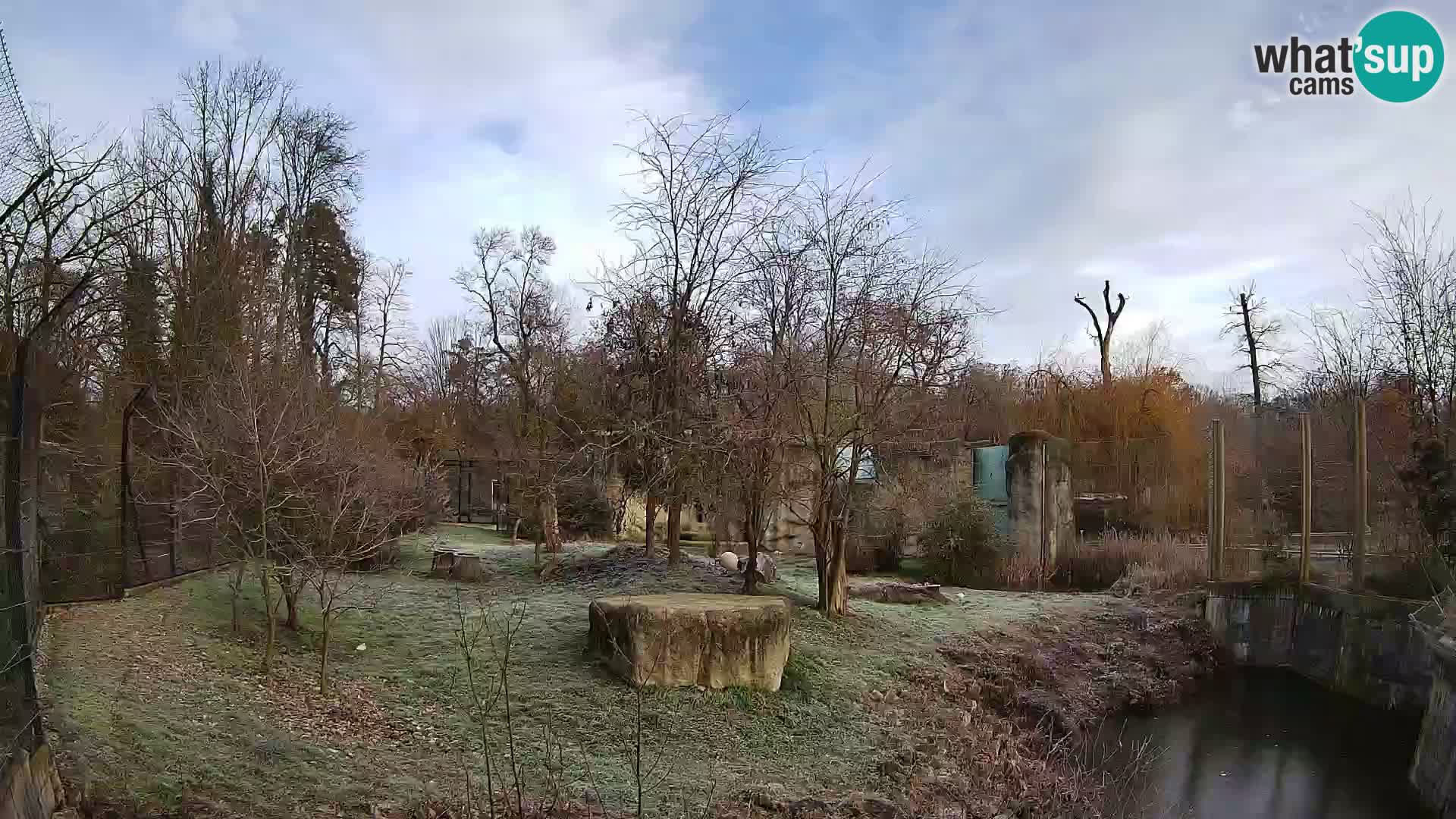 Zoo Zagreb – Lion