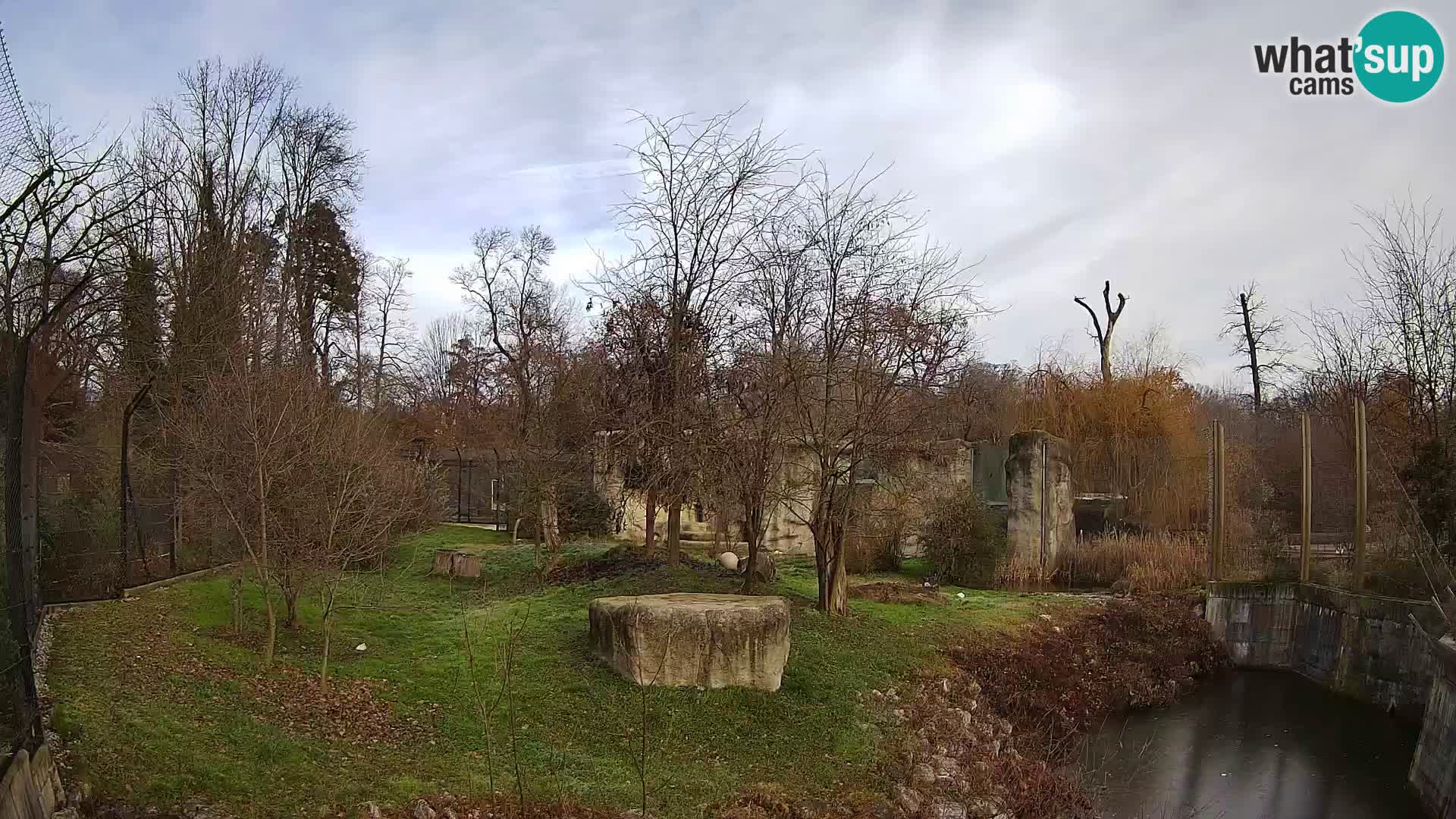 Zoo Zagreb – Lion