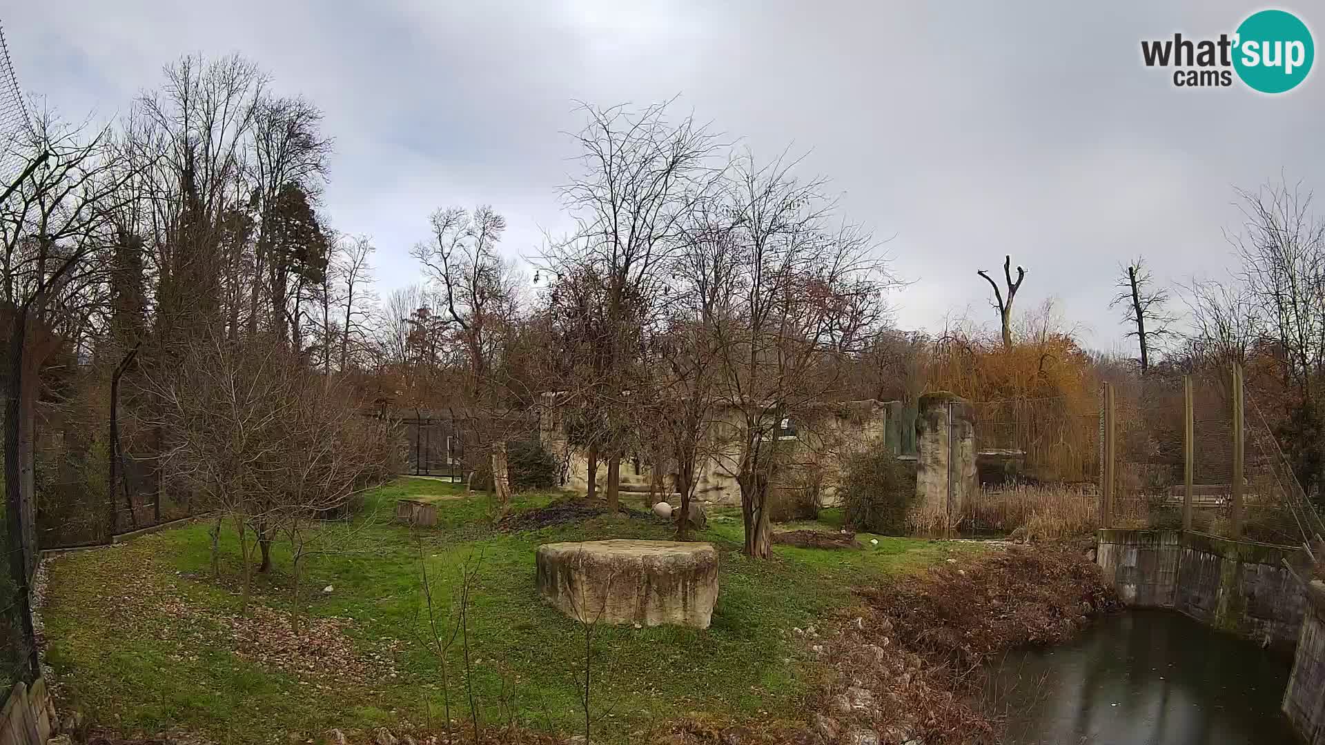 Zoo Zagreb – Lion