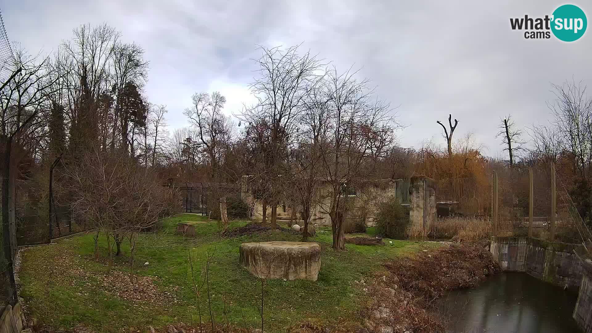 Zoo Zagreb – Lion