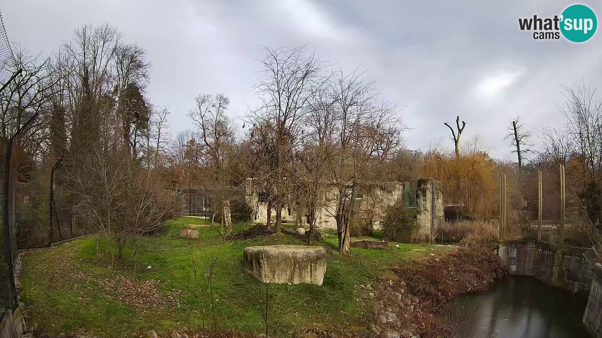 Zoo Zagreb – Lion