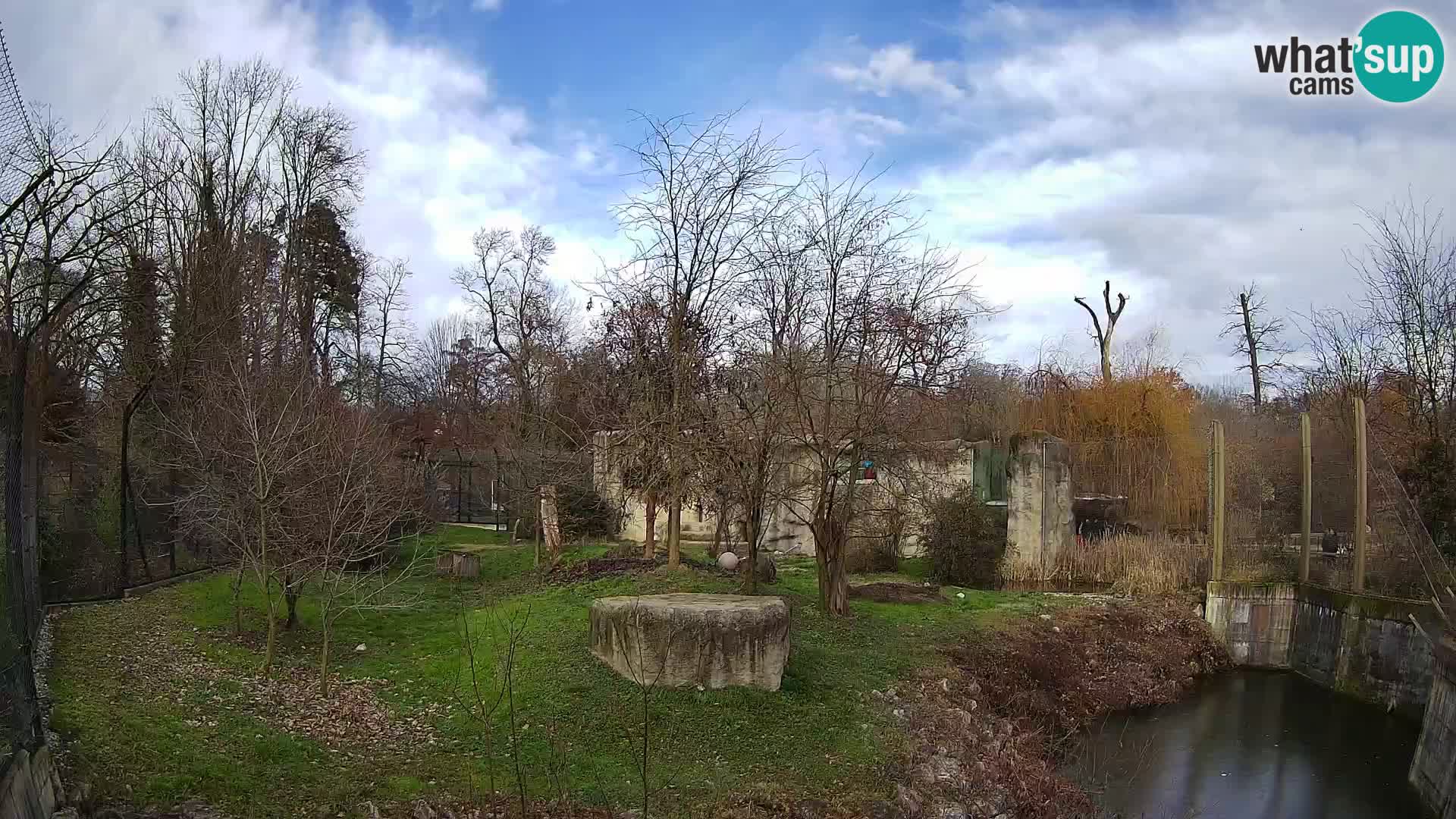 Zoo Zagreb – Lion