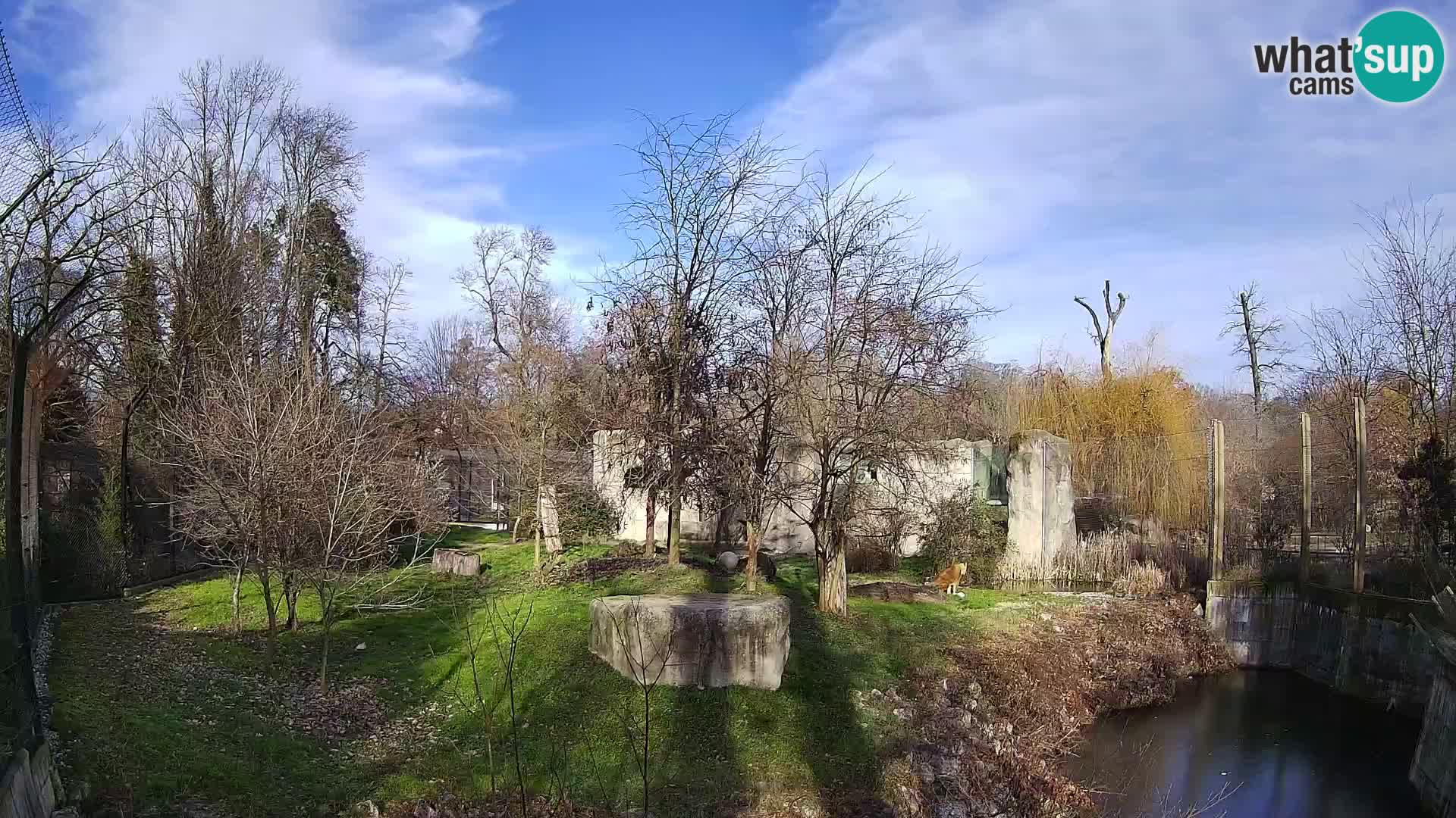 Zoo Zagreb – Leones