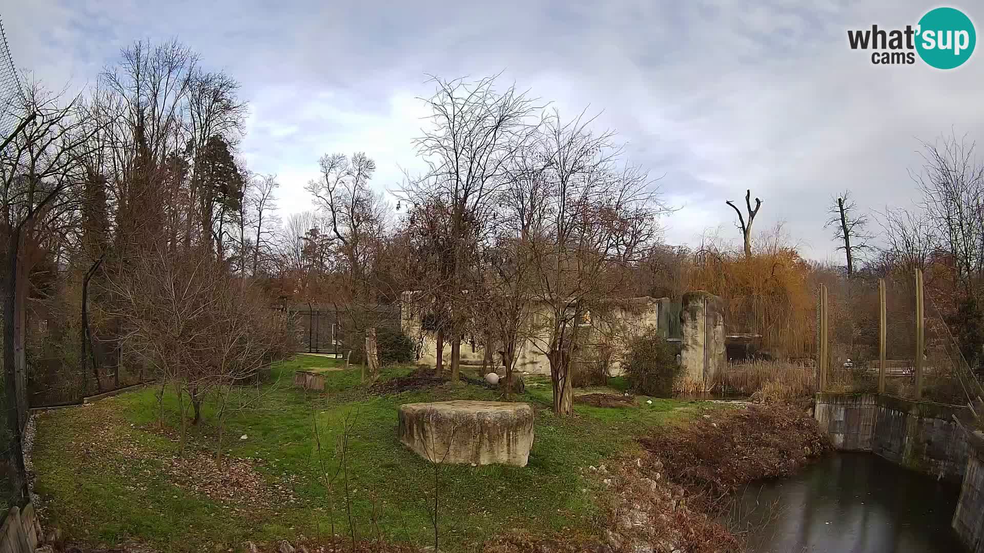 Zoo Zagreb – Lion