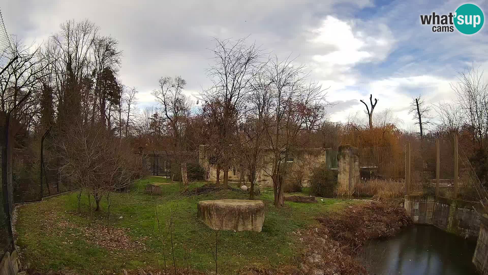 Zoo Zagreb – Lion