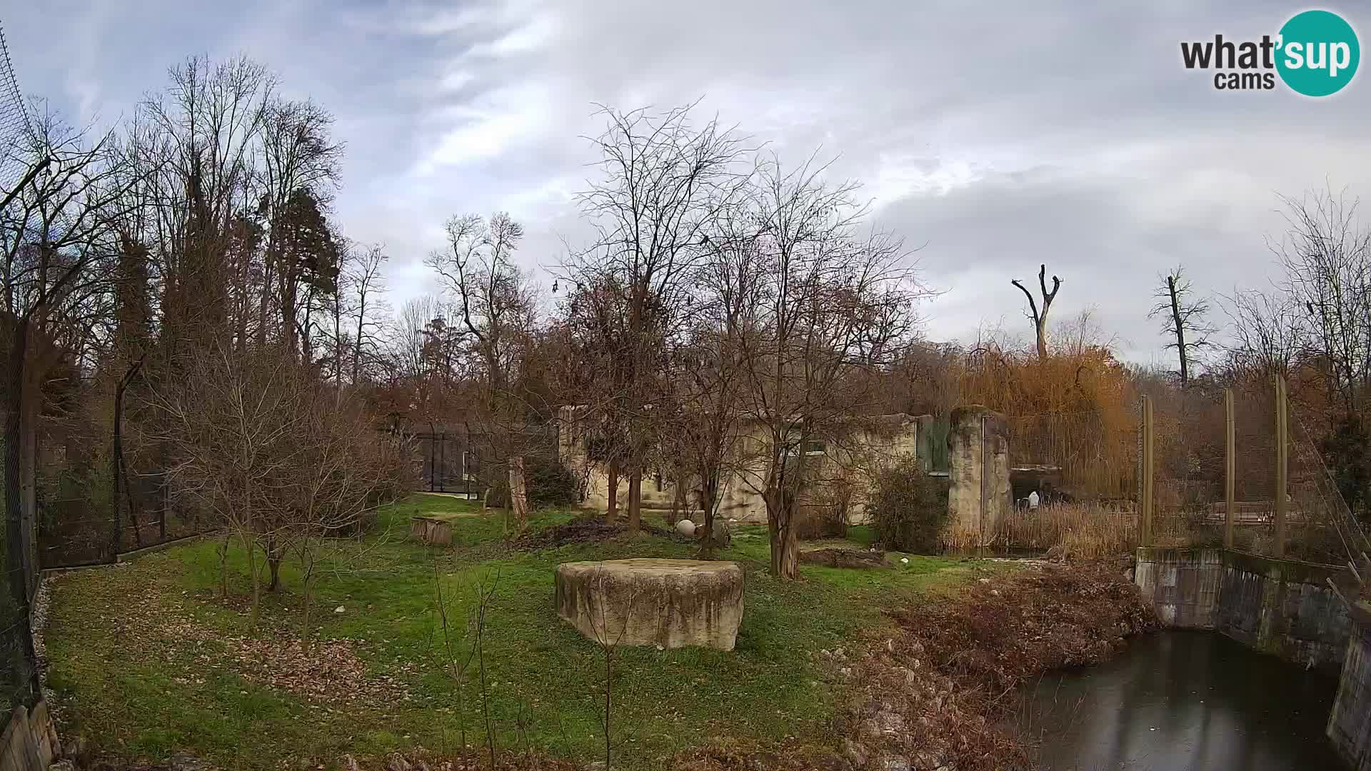 Zoo Zagreb – Lion