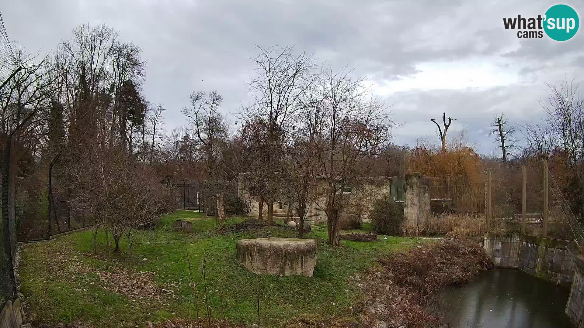 Spletna kamera Zoo Zagreb – Levi