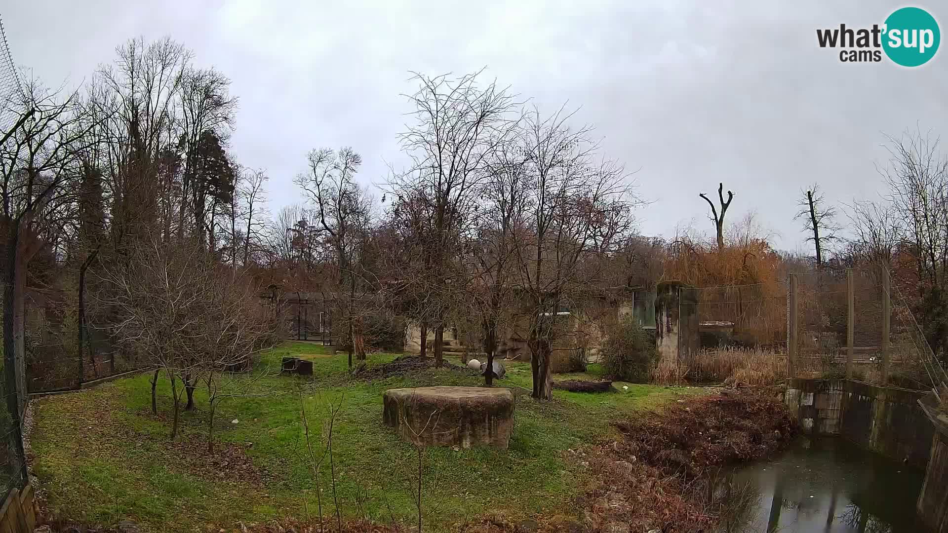 Zoo Zagreb – Löwen