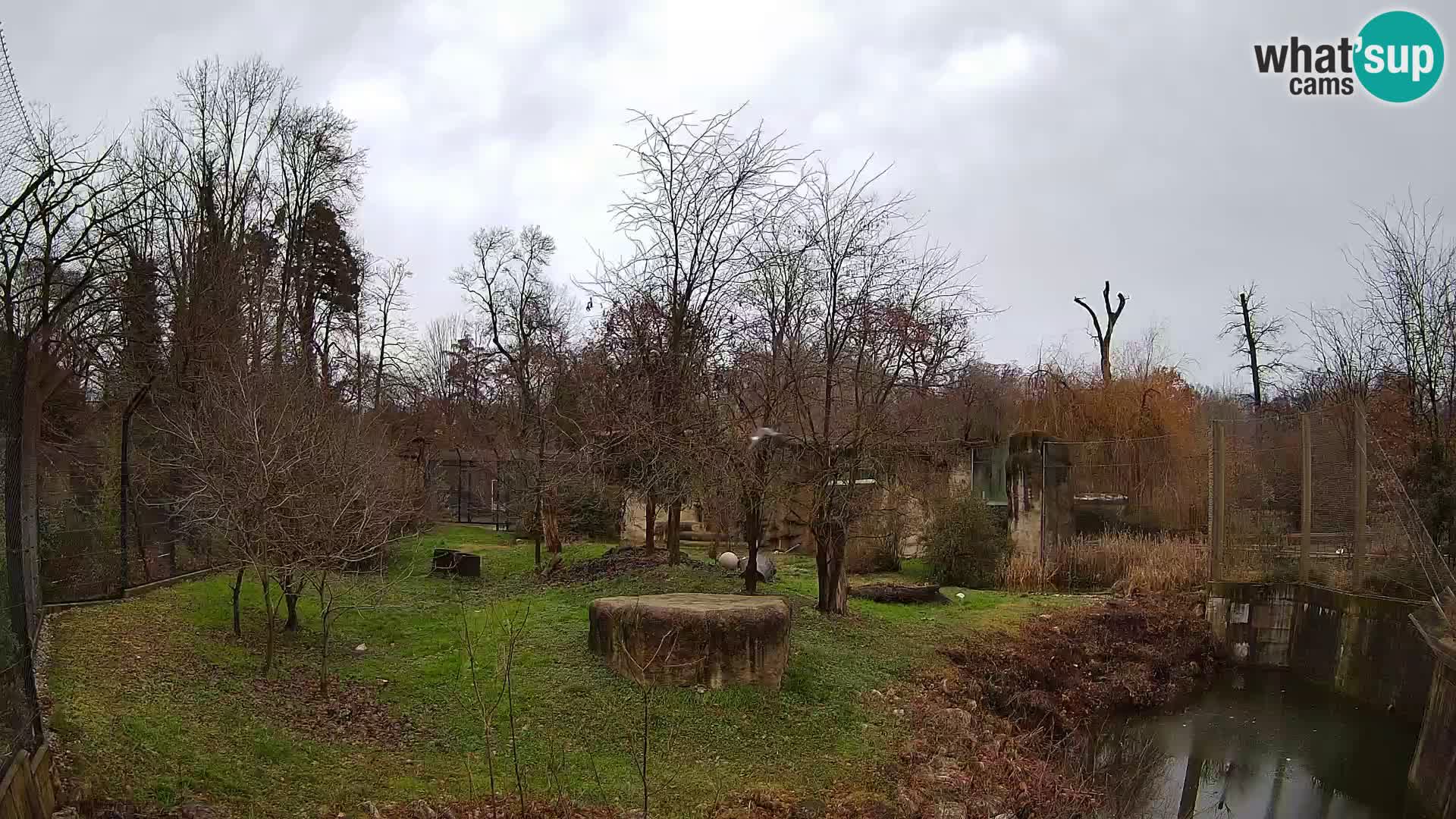 Zoo Zagreb – Lion