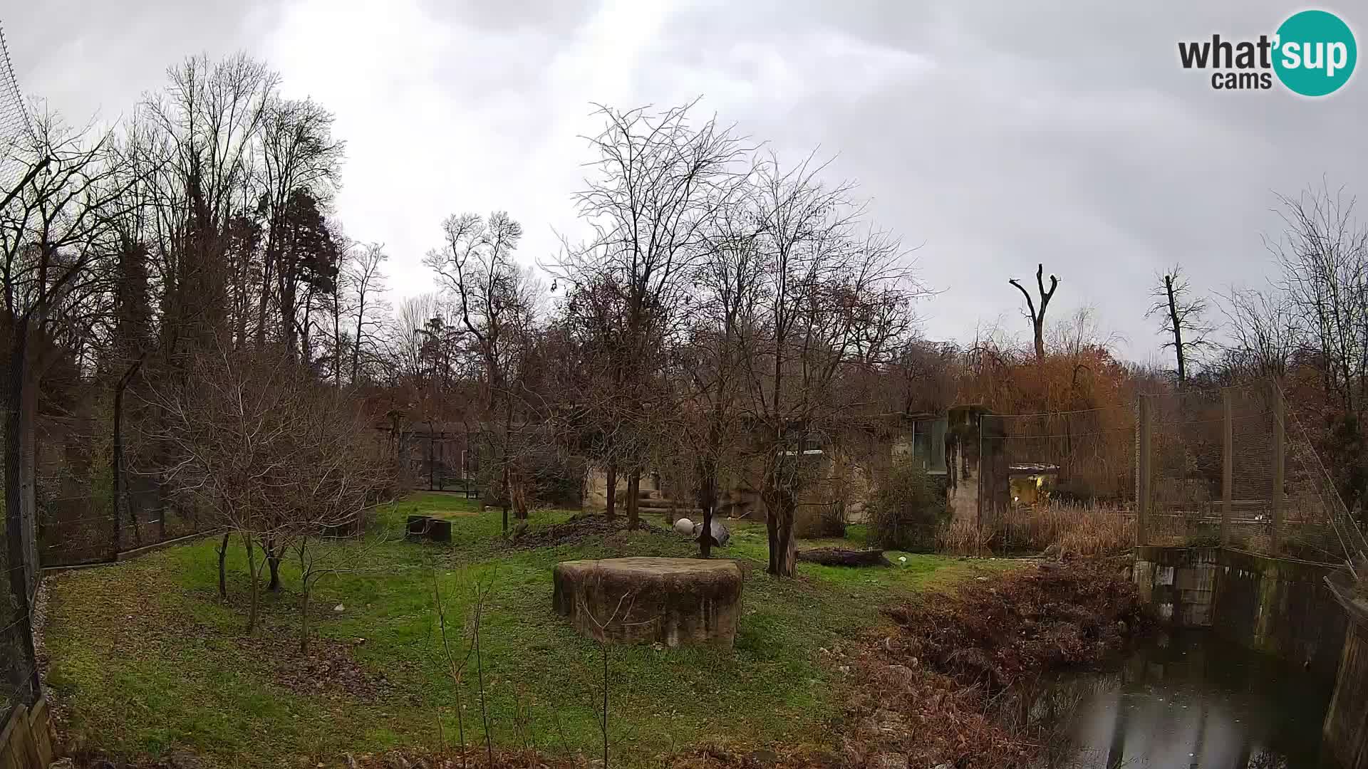 Zoo Zagreb – Lion