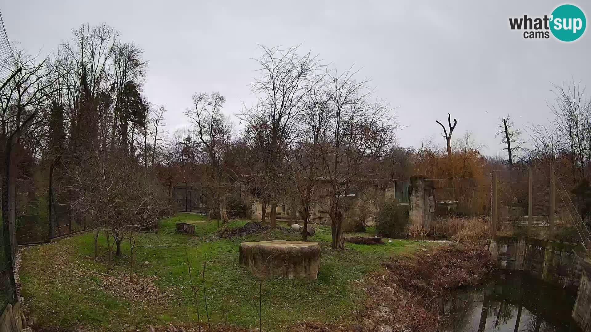 Zoo Zagreb – Lion