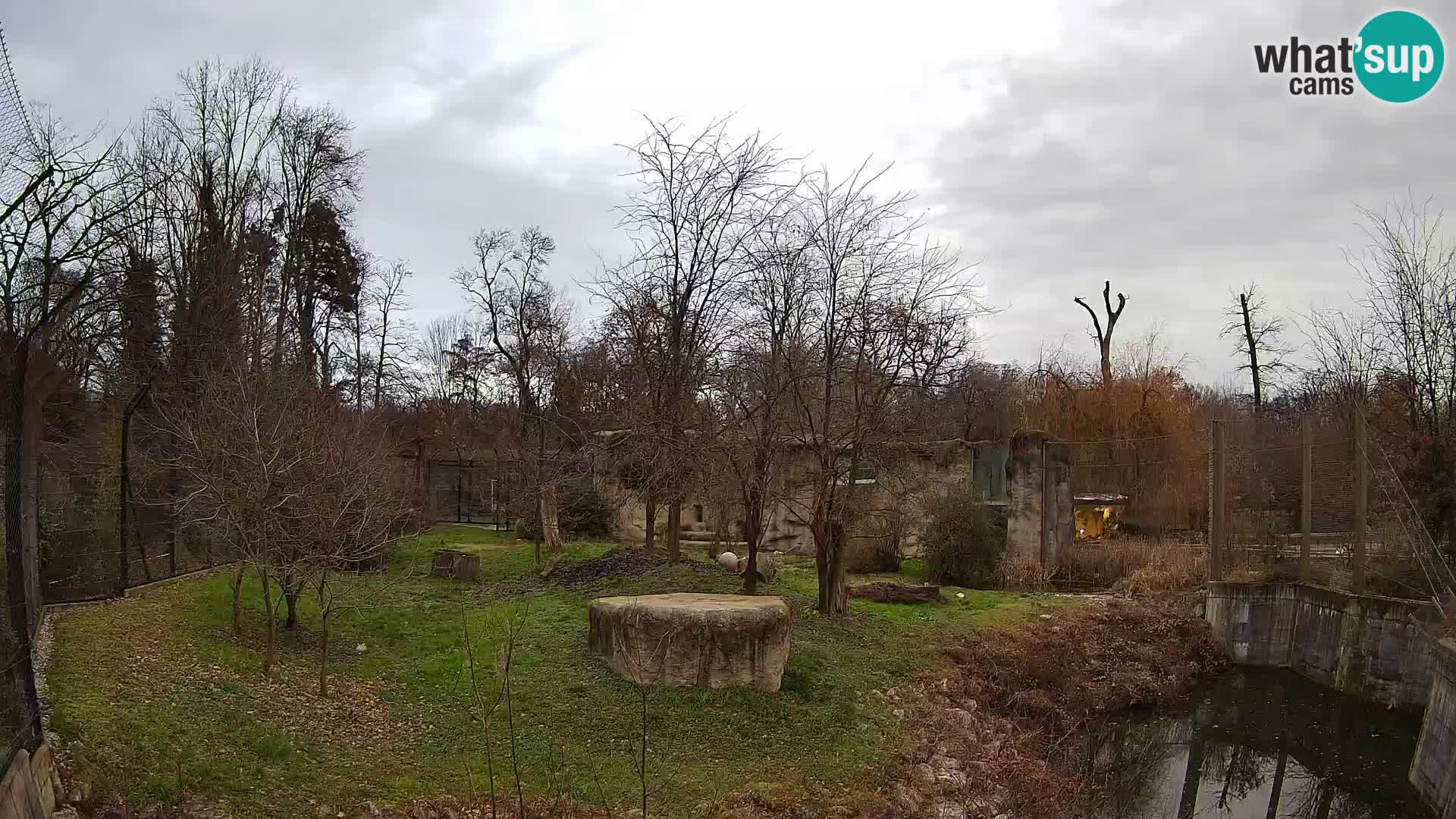 Zoo Zagreb – Lion