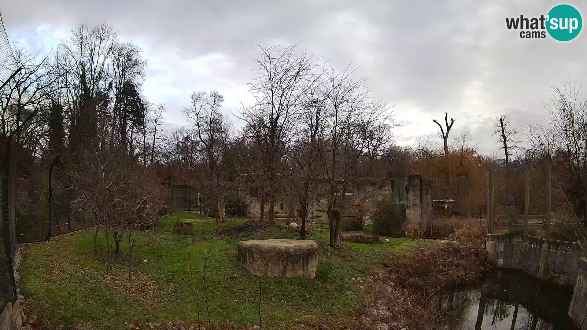 Zoo Zagreb – Lion