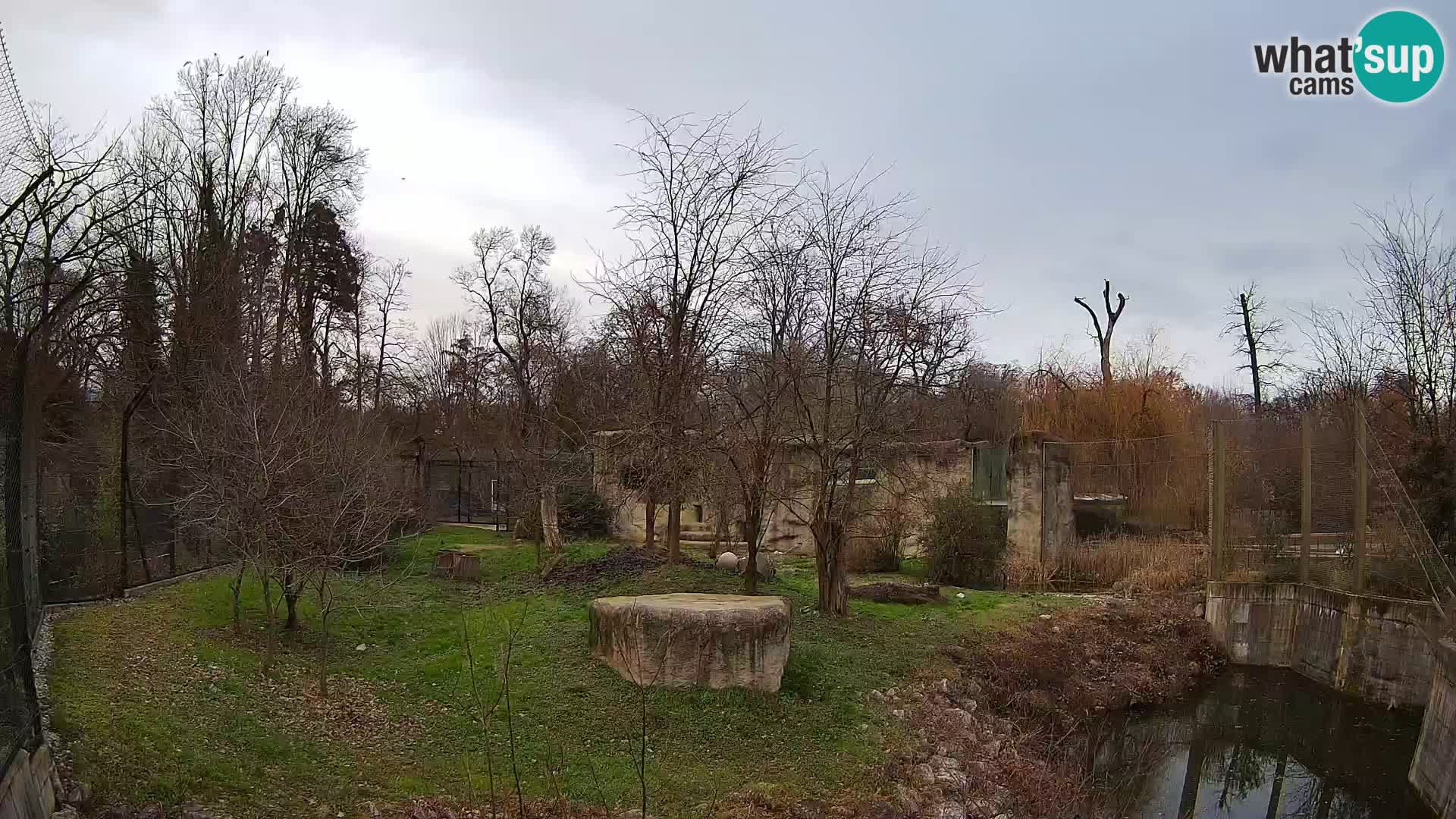 Zoo Zagreb – Lion