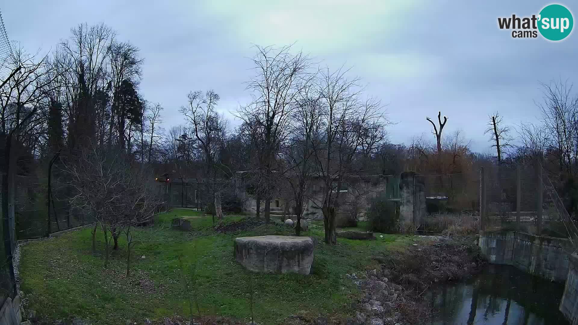 Zoo Zagreb – Lion