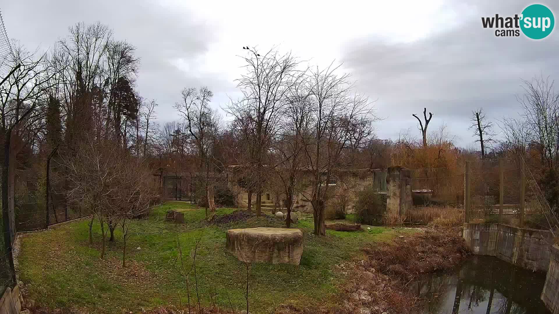 Zoo Zagreb – Lion