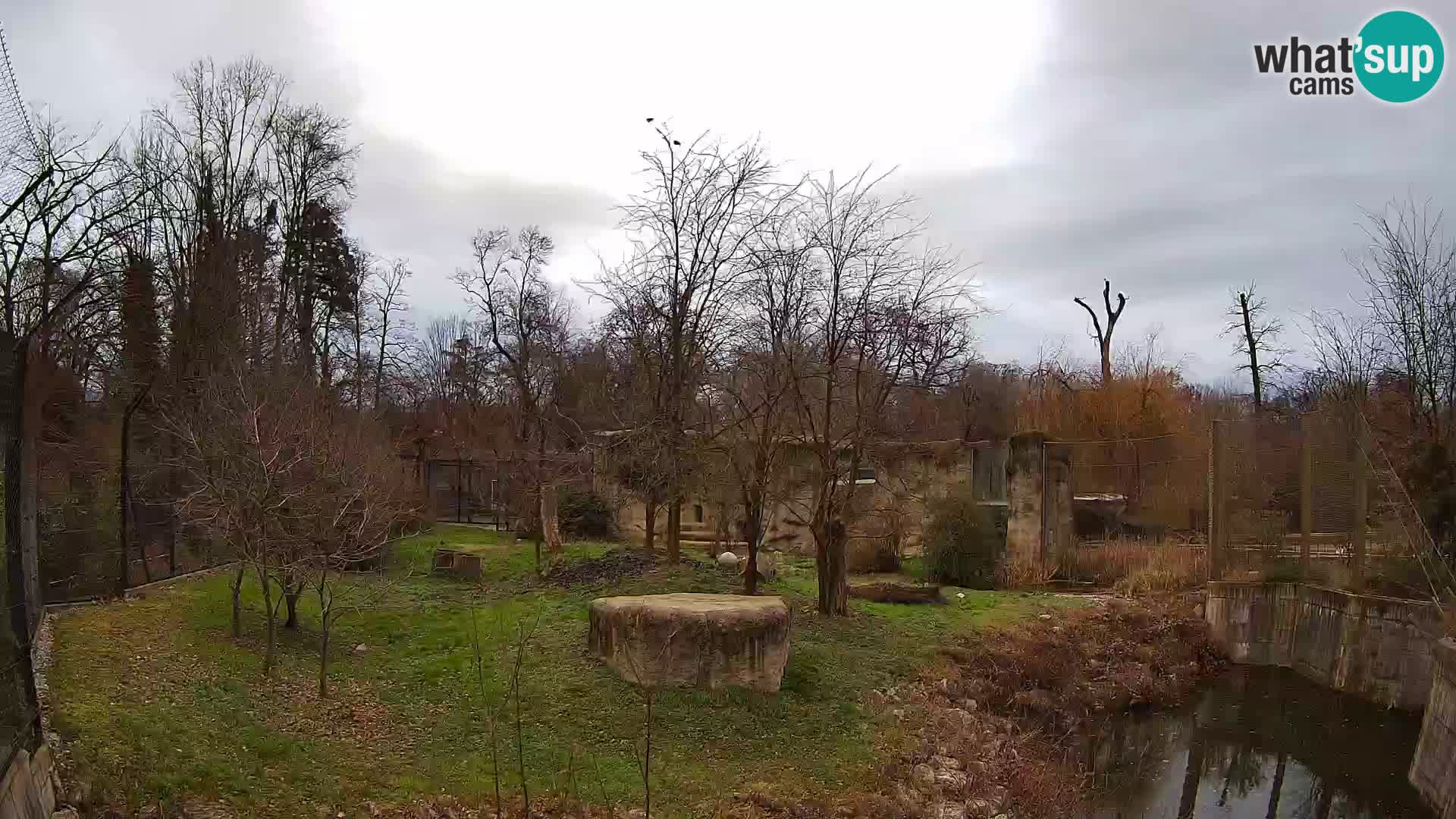 Zoo Zagreb – Lion