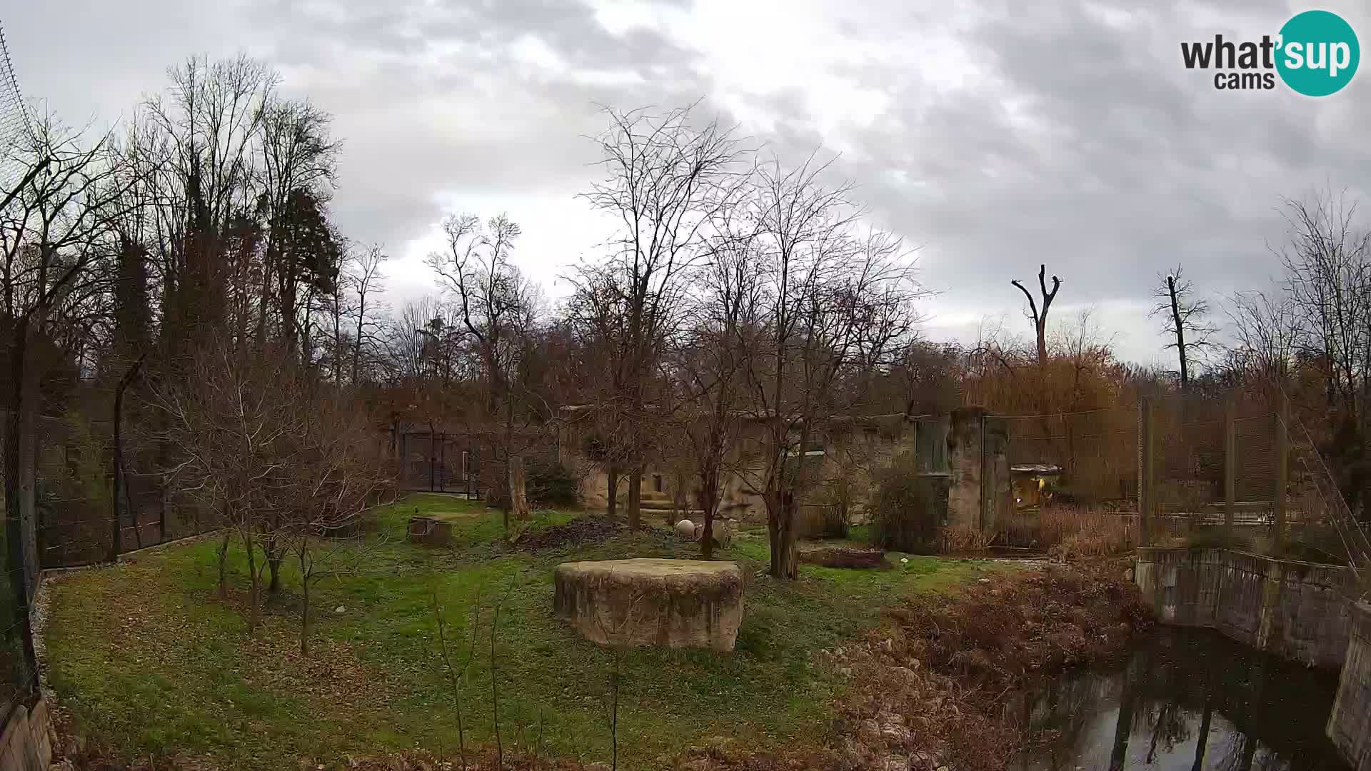 Zoo Zagreb – Lion