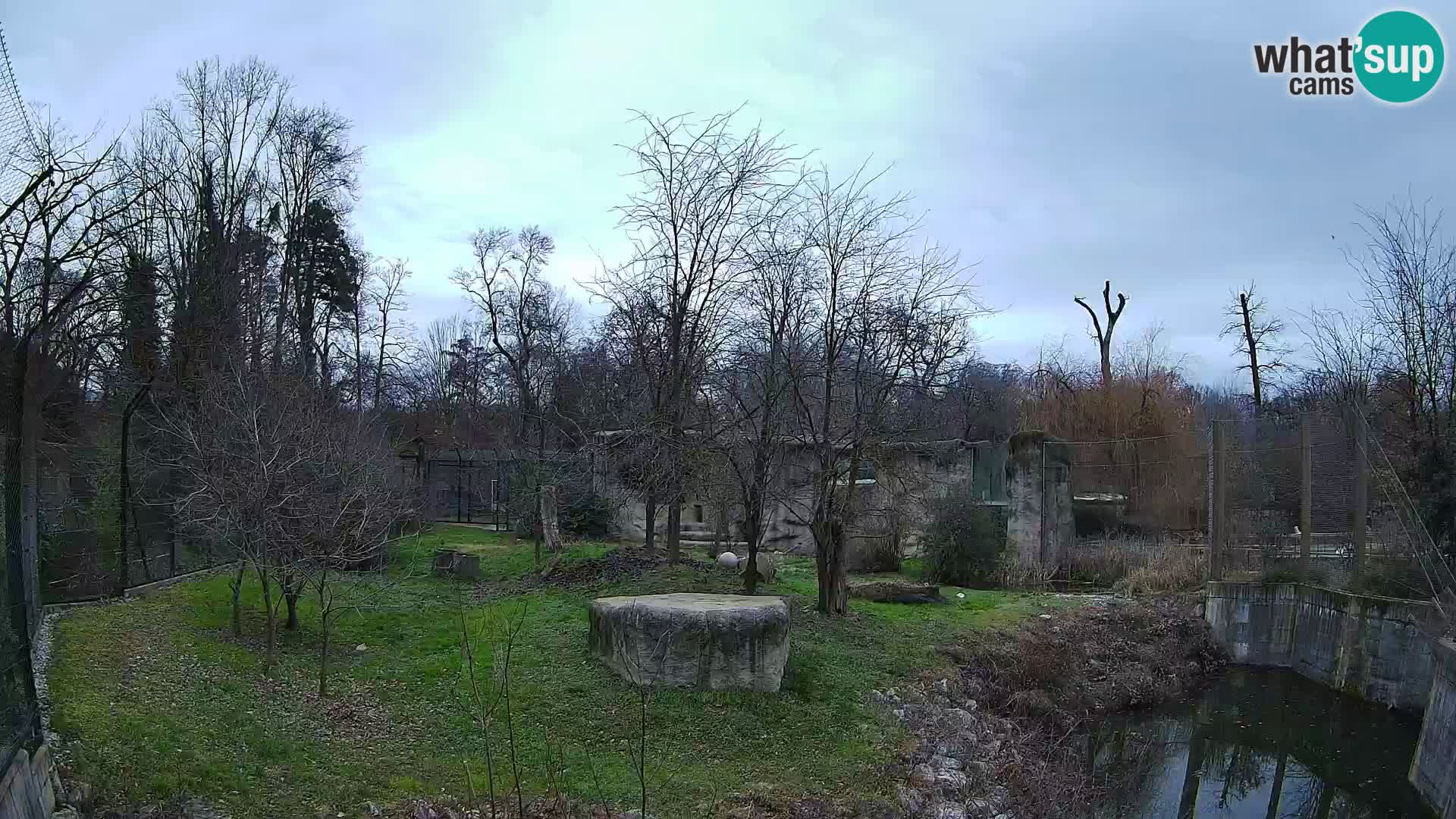 Zoo Zagreb – Lion