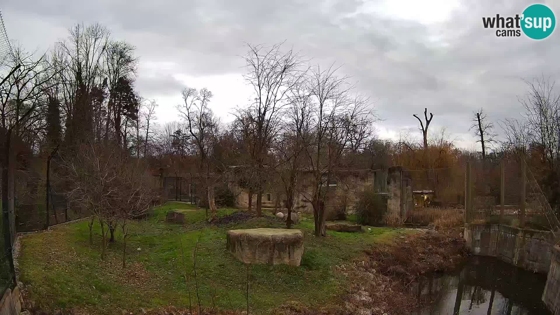 Zoo Zagreb – Lion