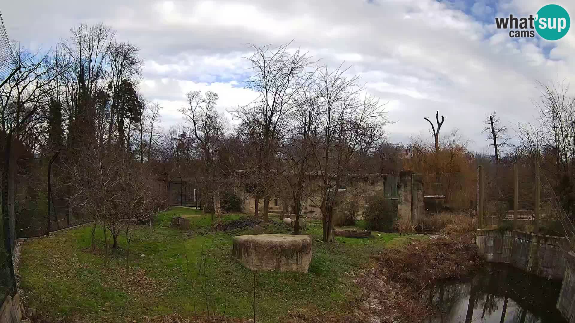 Zoo Zagreb – Lion