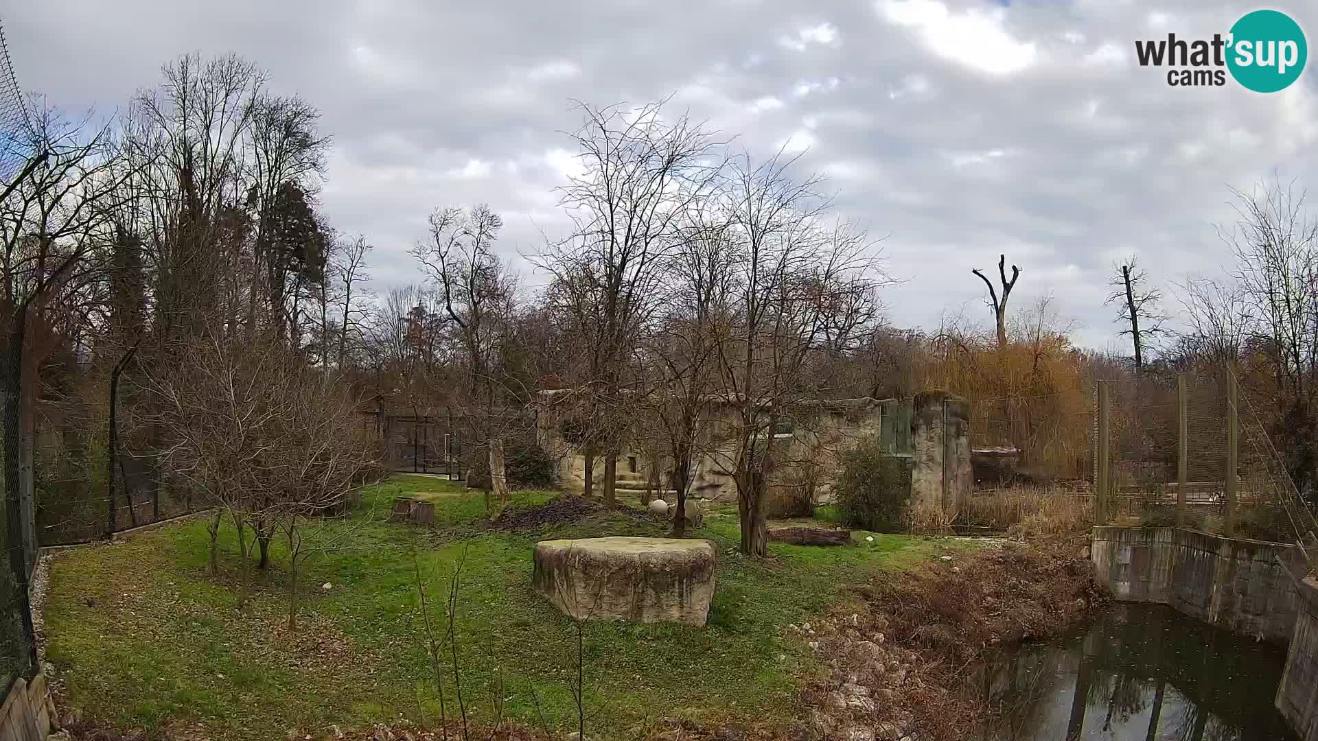 Zoo Zagreb – Lion