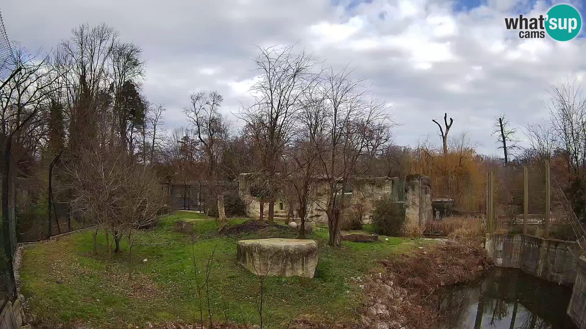 Zoo Zagreb – Lion